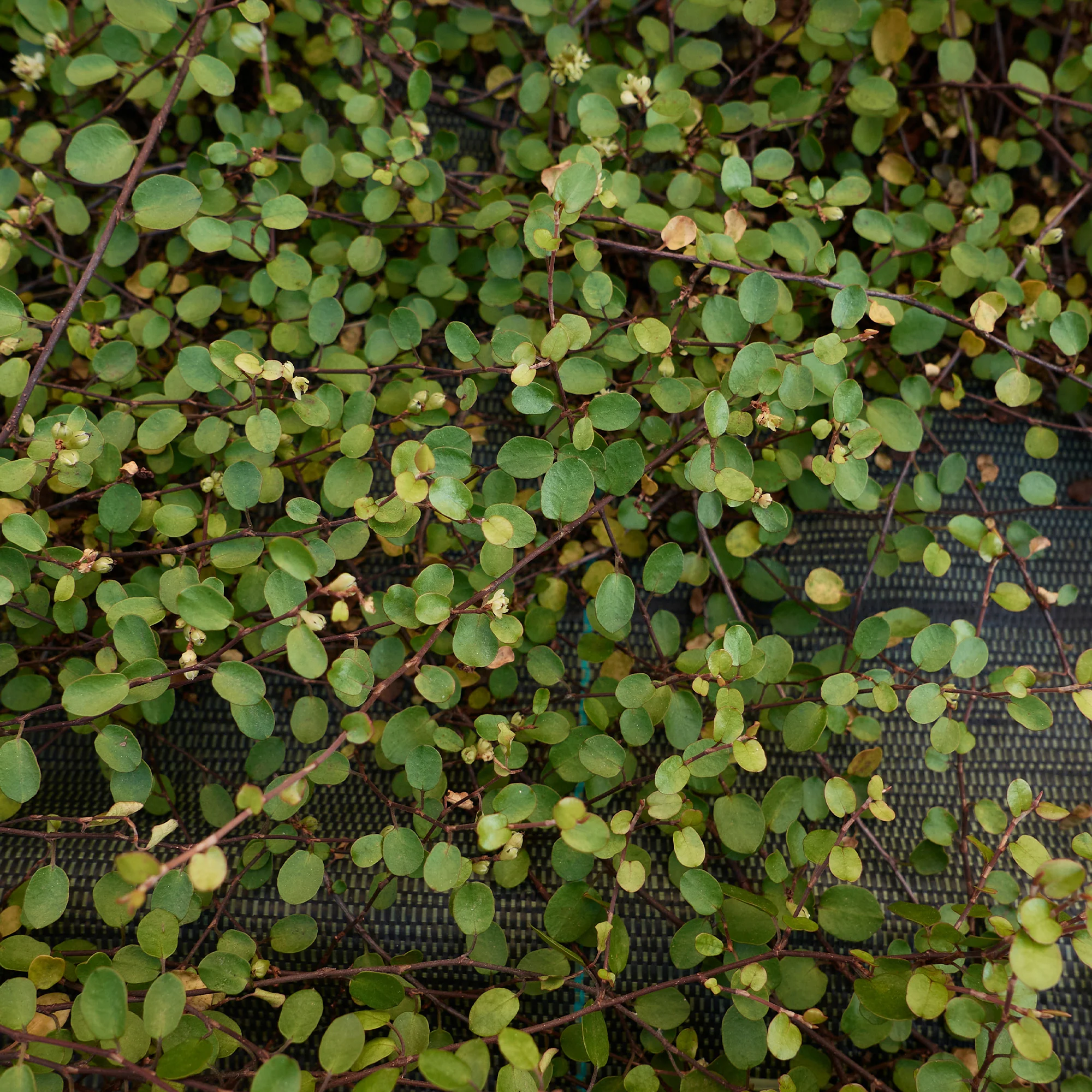 MUEHLENBECKIA complexa® kruipend en klimmend - Image 2