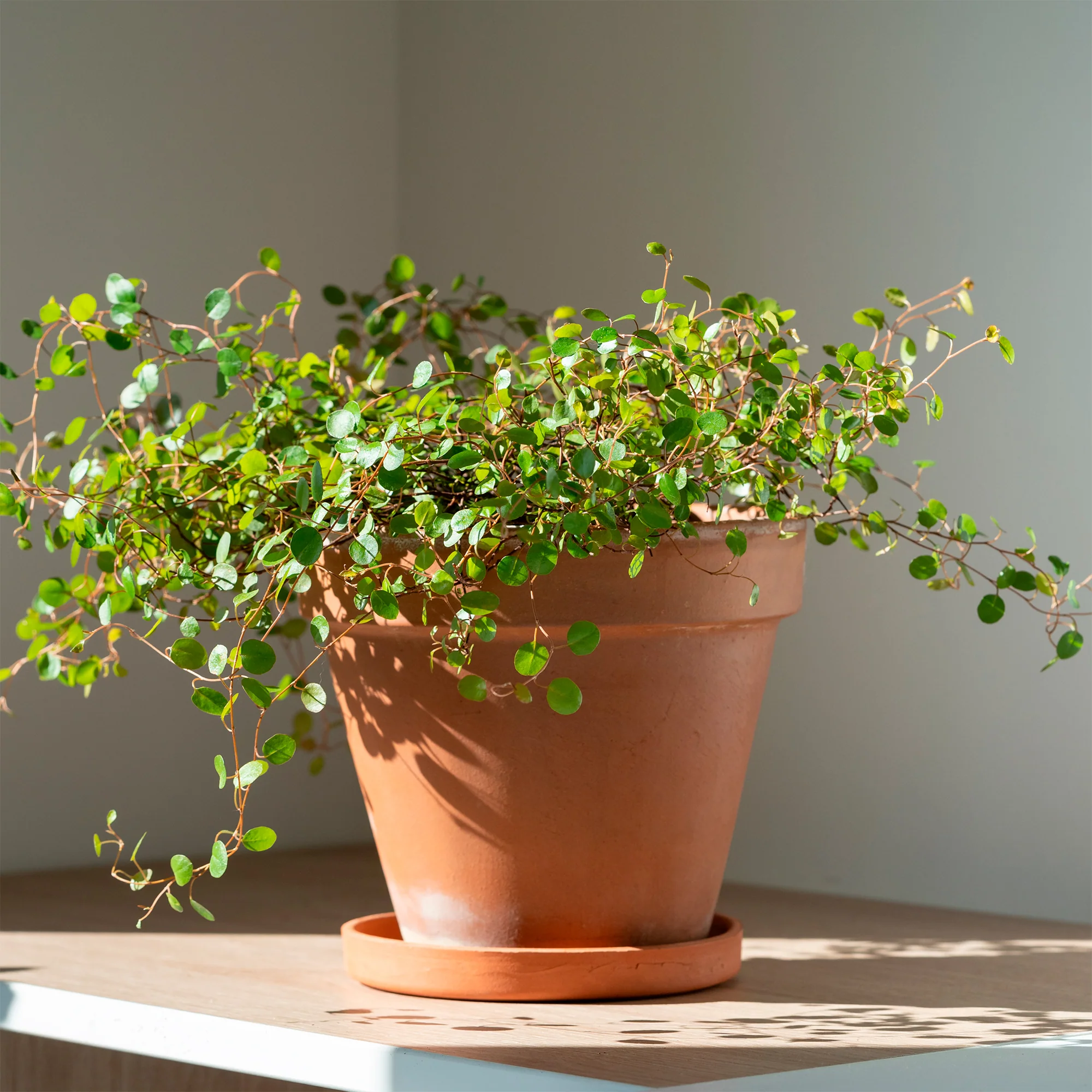 MUEHLENBECKIA complexa® kruipend en klimmend - Image 3