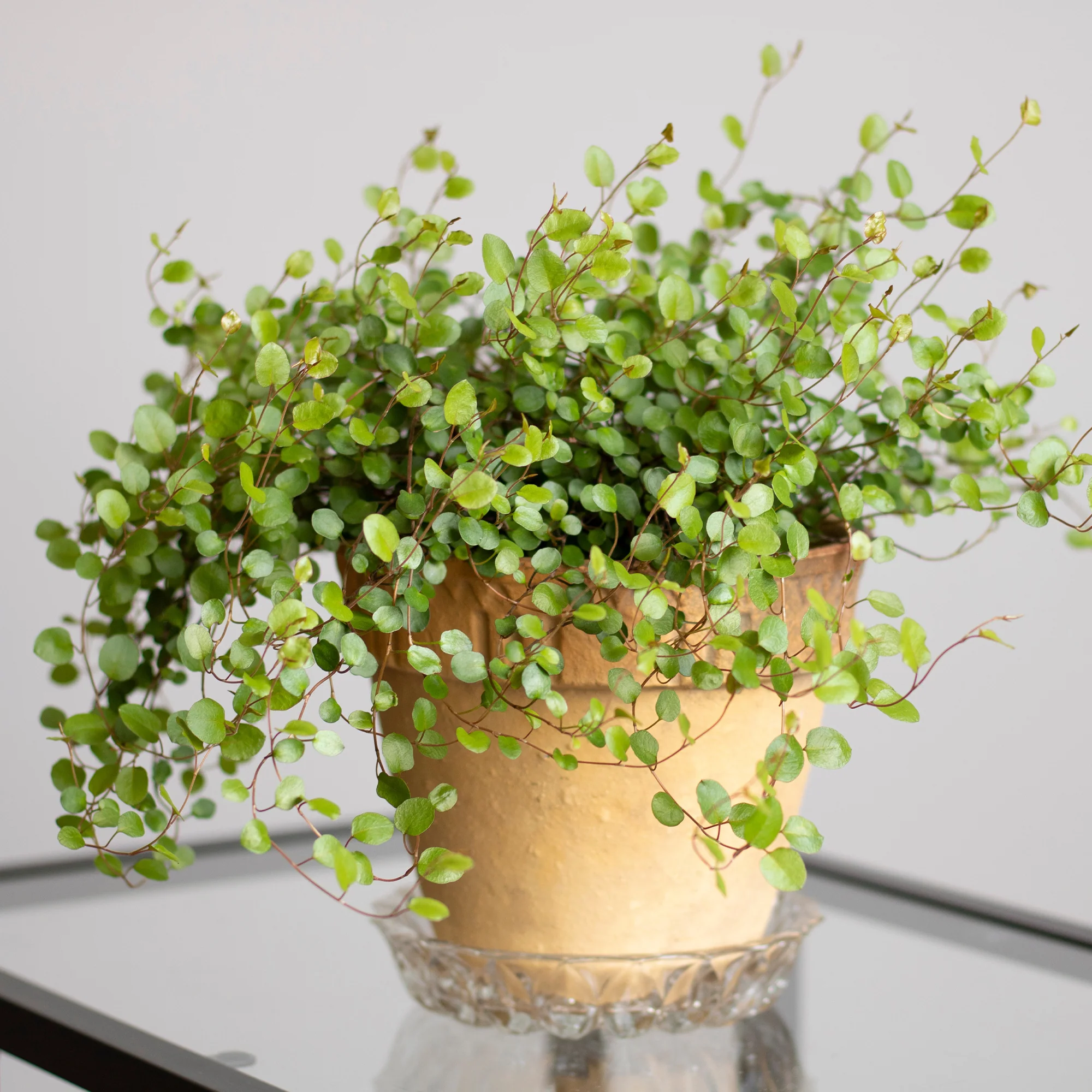 MUEHLENBECKIA complexa® kruipend en klimmend - Image 5