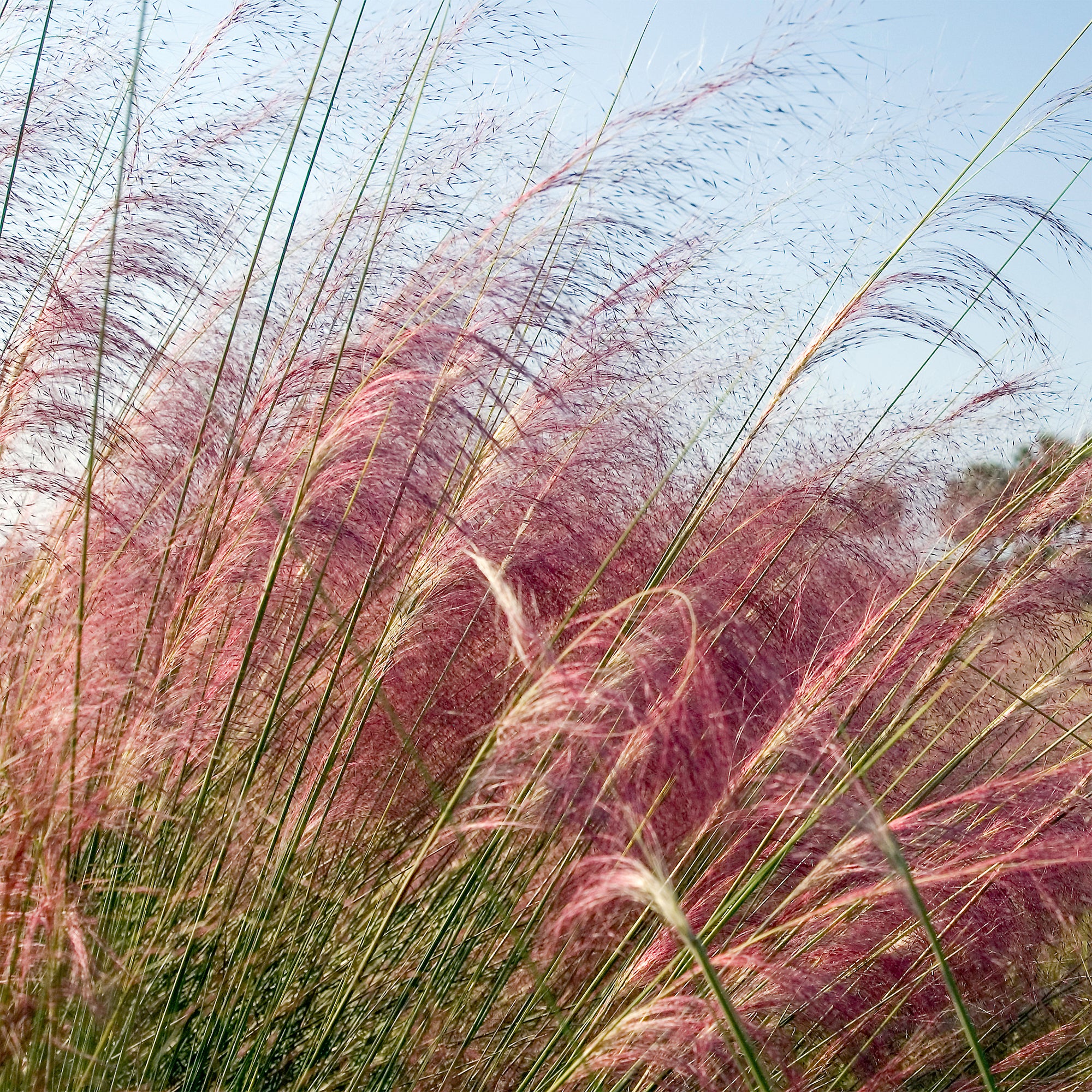Muhlenbergia - roze (x2)