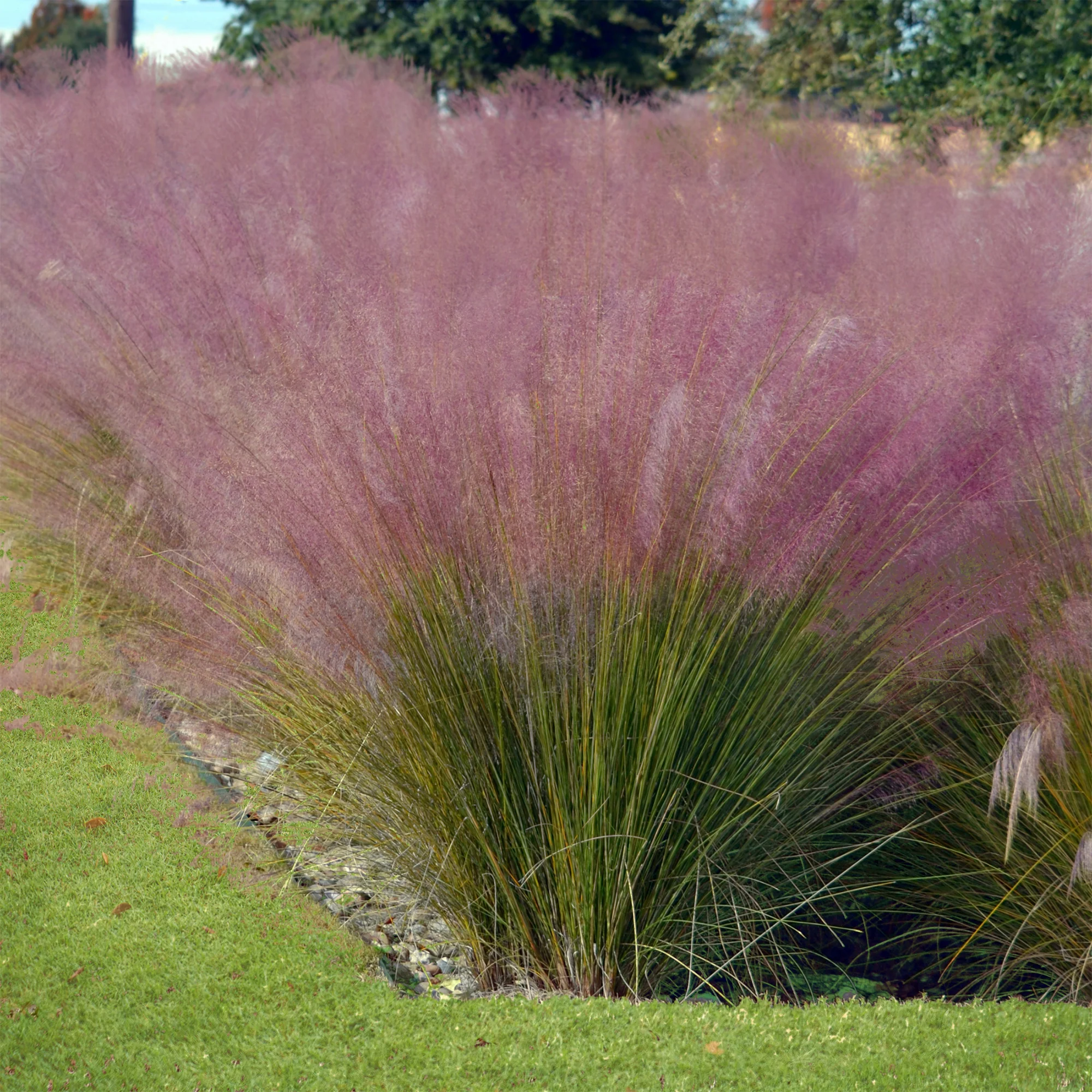 Muhlenbergia - roze (x2) - Image 2