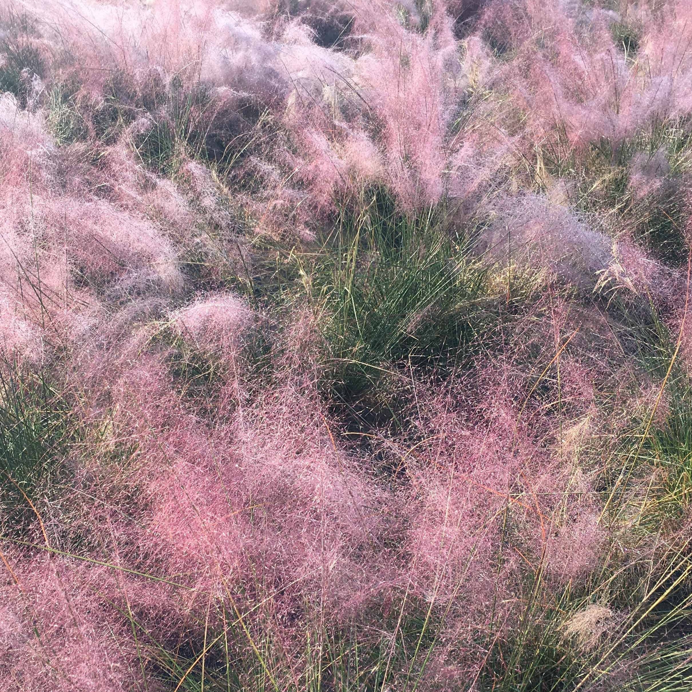 Muhlenbergia - roze (x2) - Image 3
