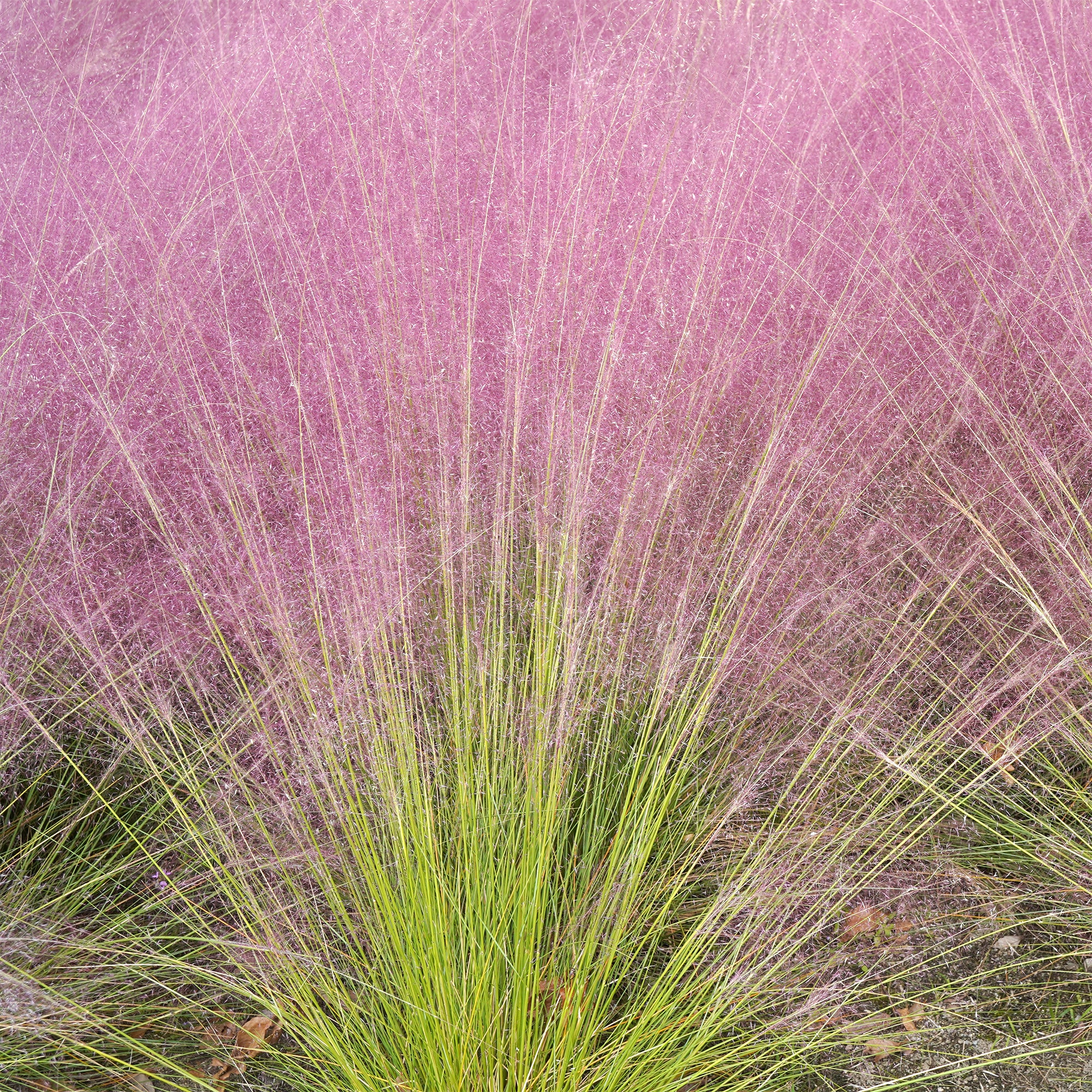 Muhlenbergia - roze (x2) - Image 4