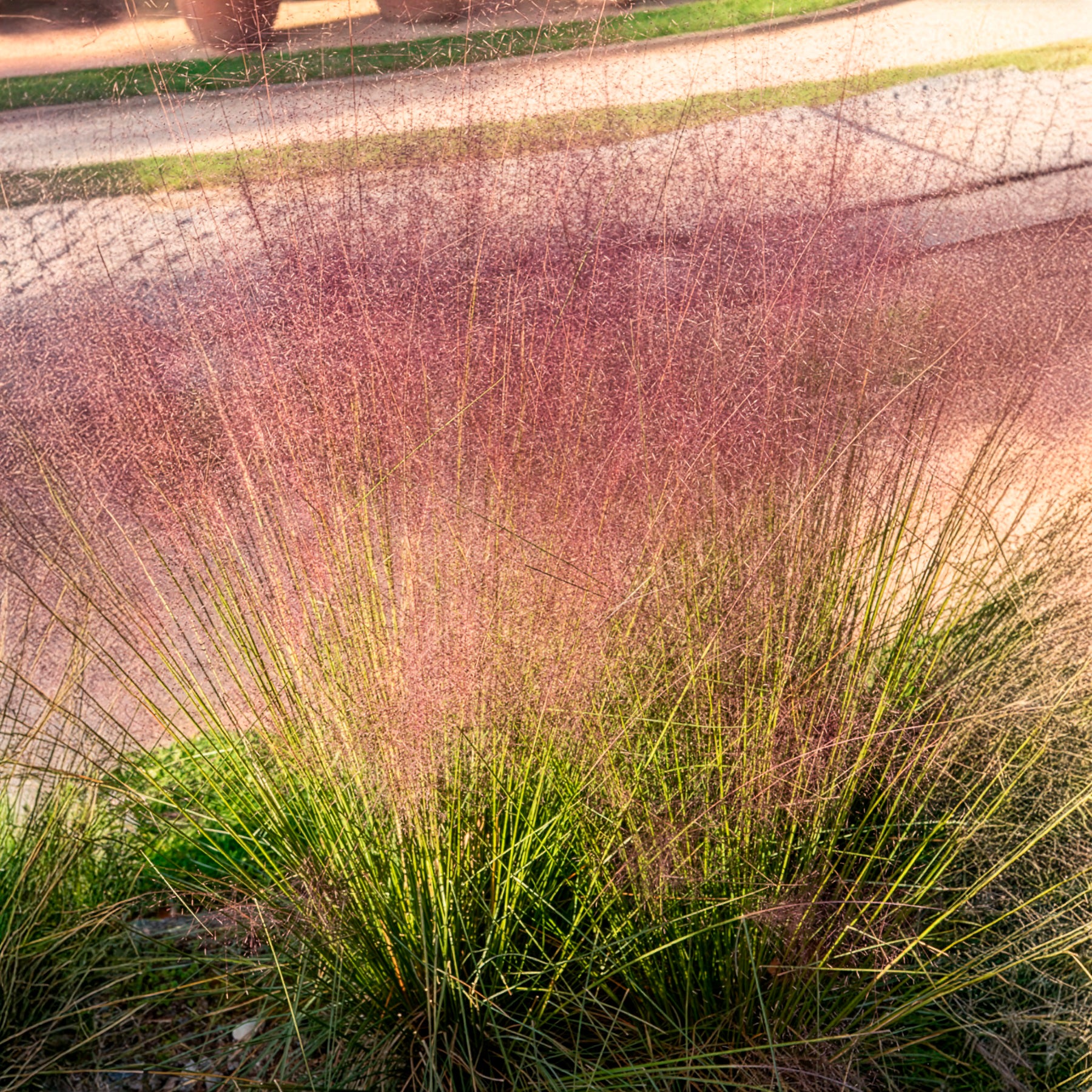 Muhlenbergia - roze (x2) - Image 5