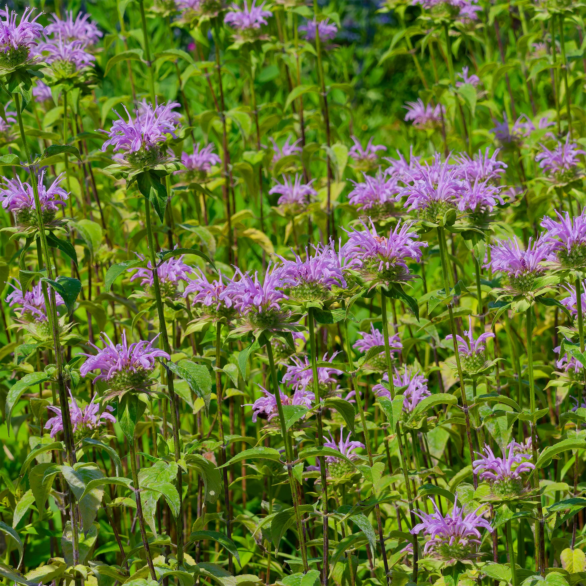 Muntbladige bergamot - Image 2