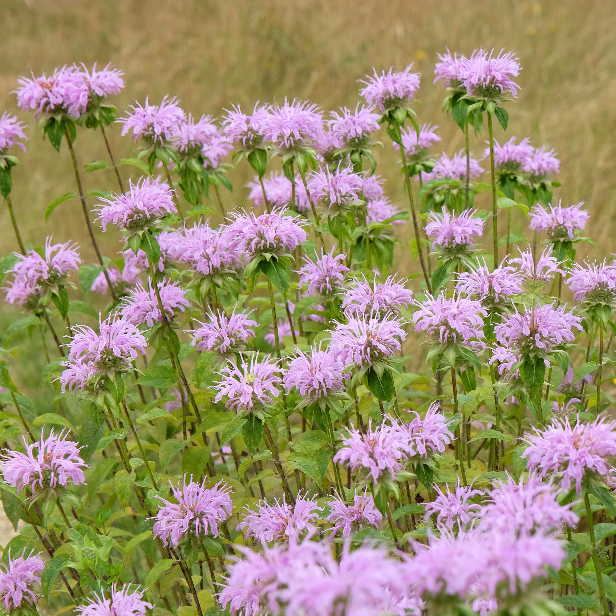 Muntbladige bergamot - Image 3