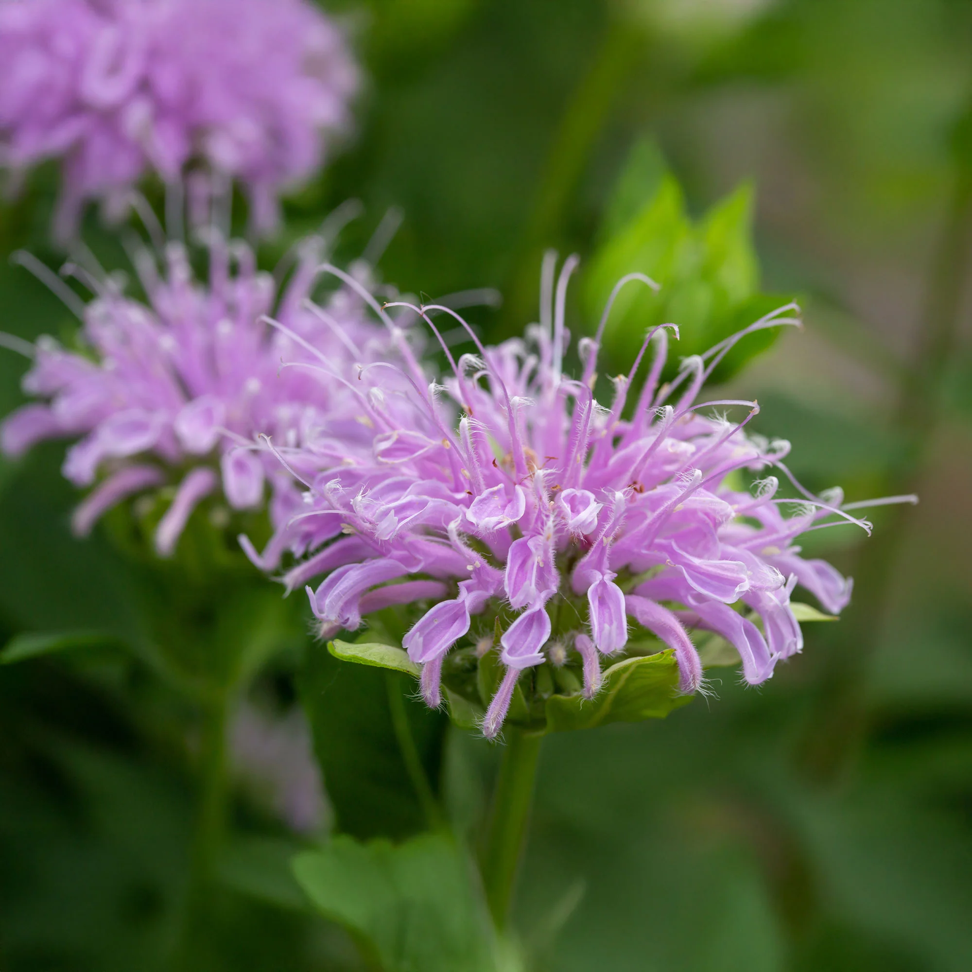 Muntbladige bergamot - Image 4