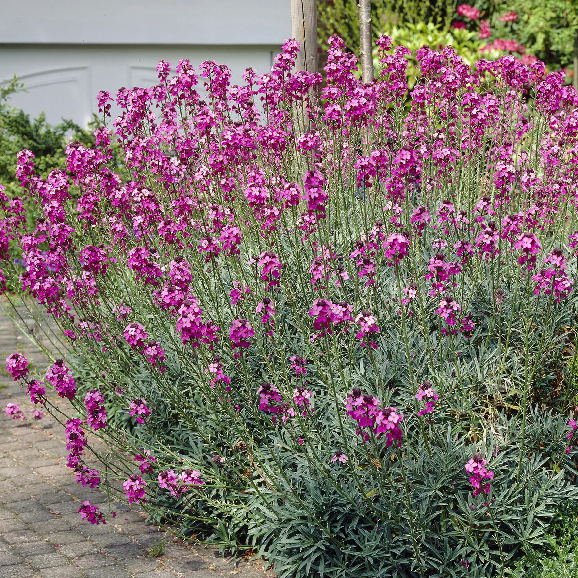 Muurbloem 'Bowles Mauve'