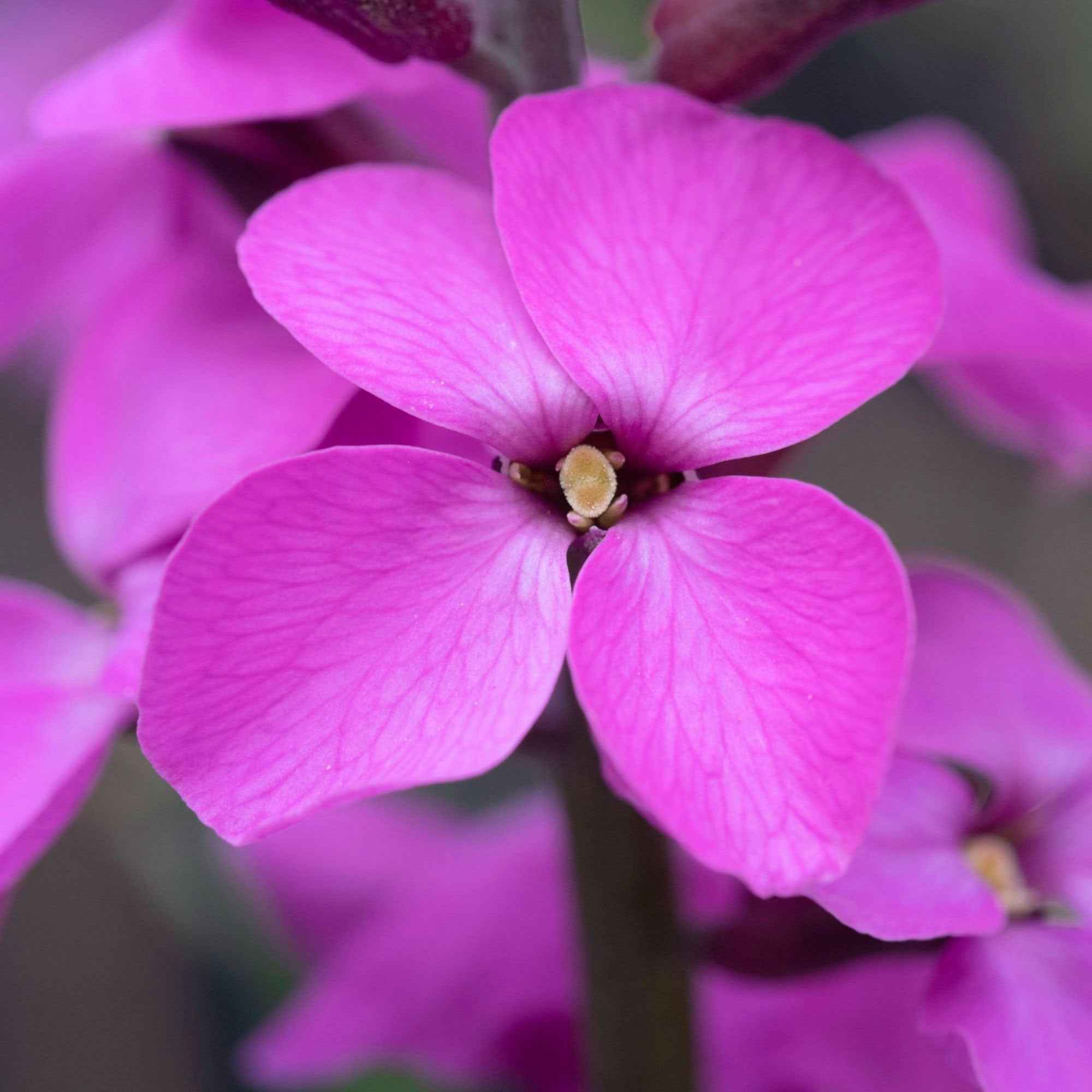 Muurbloem 'Bowles Mauve' - Image 3