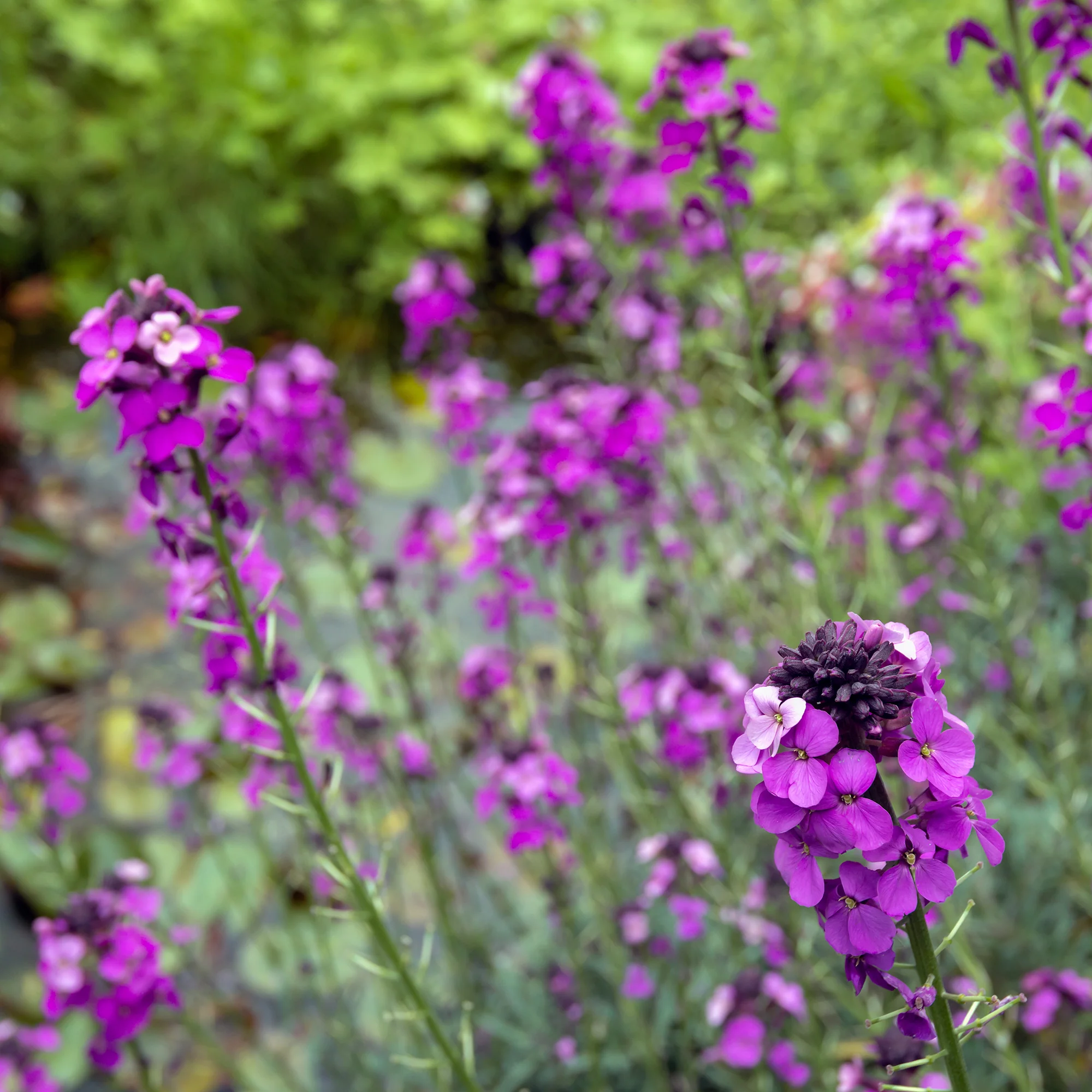 Muurbloem 'Bowles Mauve' - Image 4