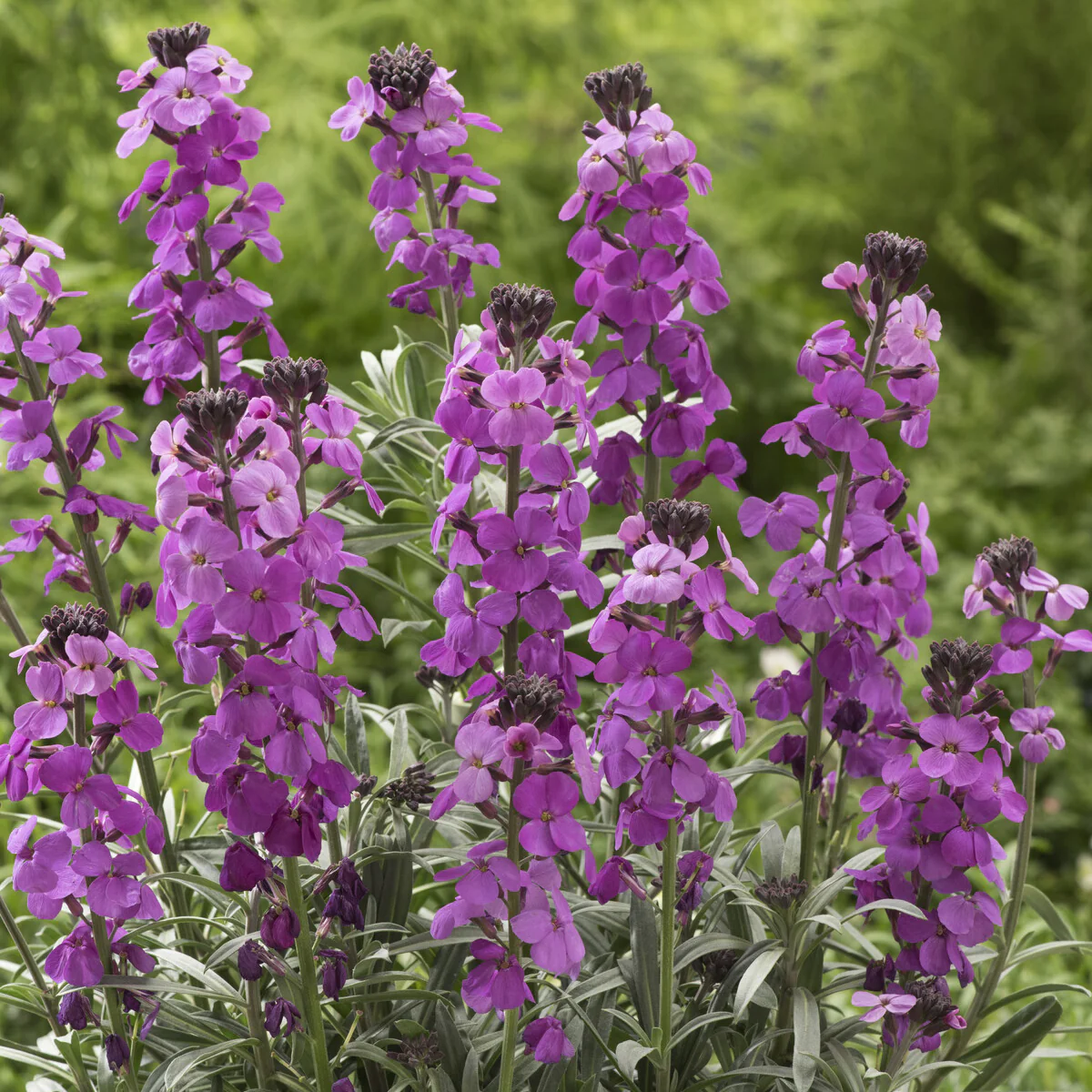Muurbloem 'Bowles Mauve' - Image 5