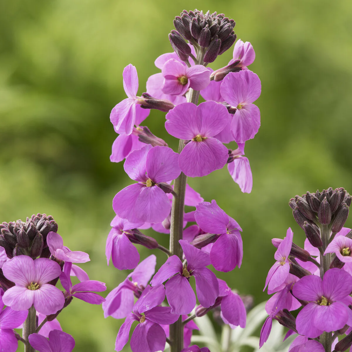 Muurbloem 'Bowles Mauve' - Image 6