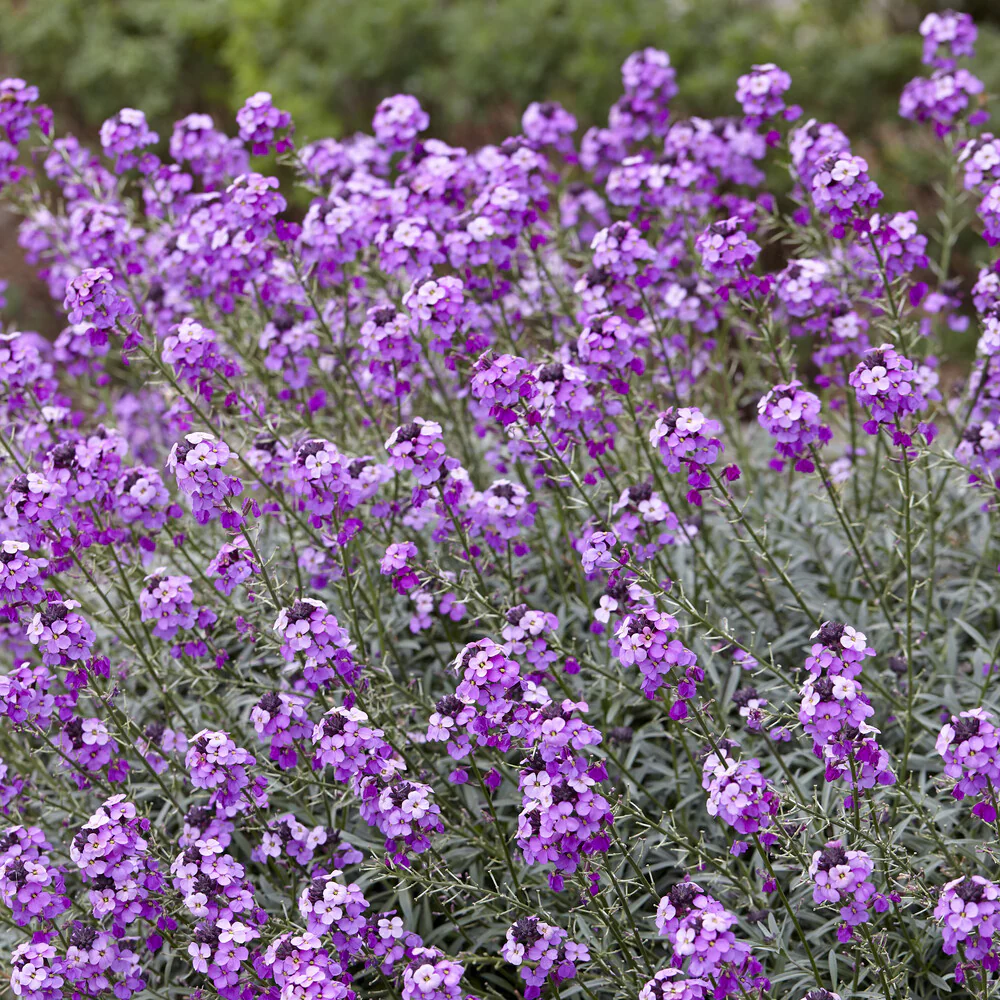Muurbloem 'Bowles Mauve' - Image 7