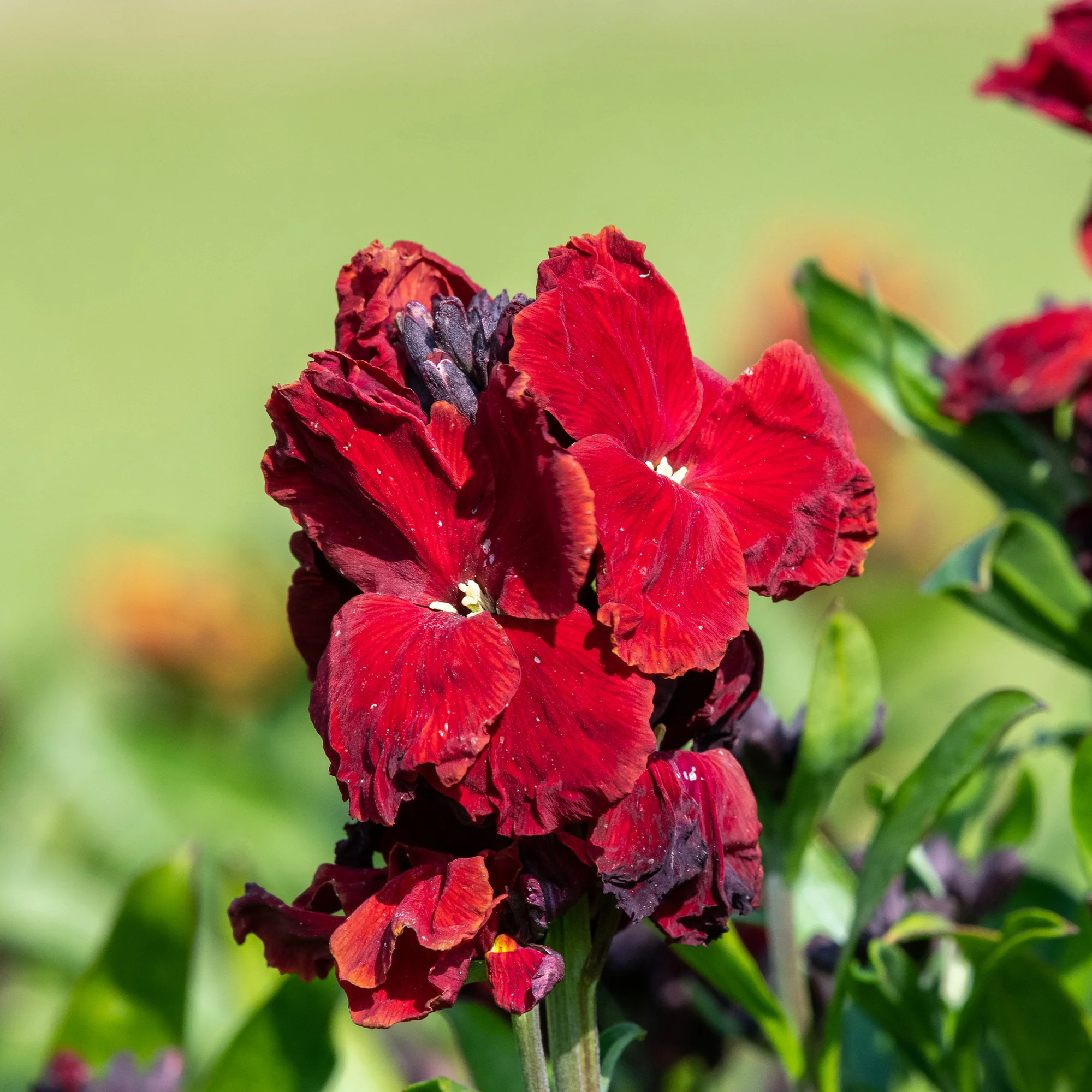 Muurbloem 'Colour Vibe Red®' - Image 2