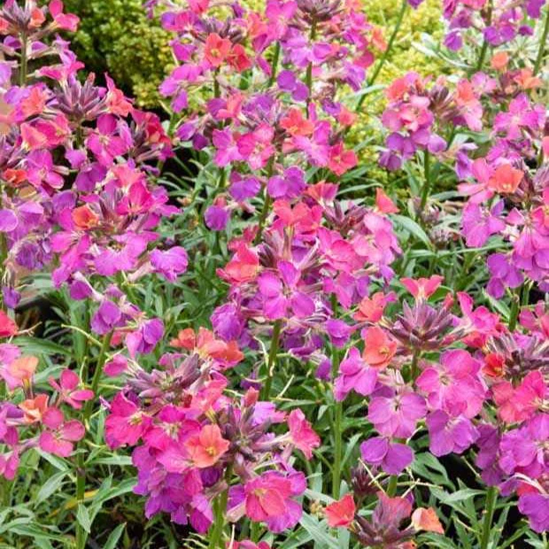 Muurbloem ‘Constant Cheer’