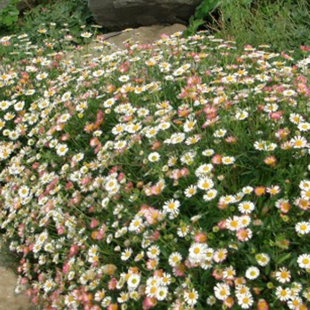 Muurfijnstraal 'Profusion' - Image 2