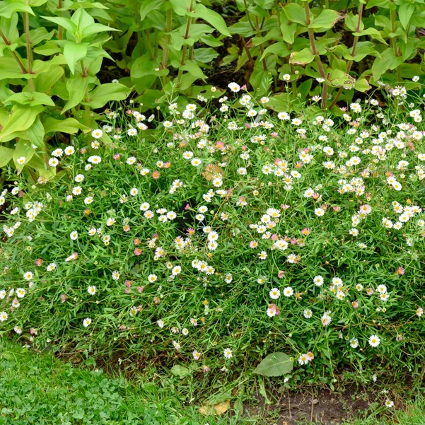 Muurfijnstraal 'Profusion' - Image 3