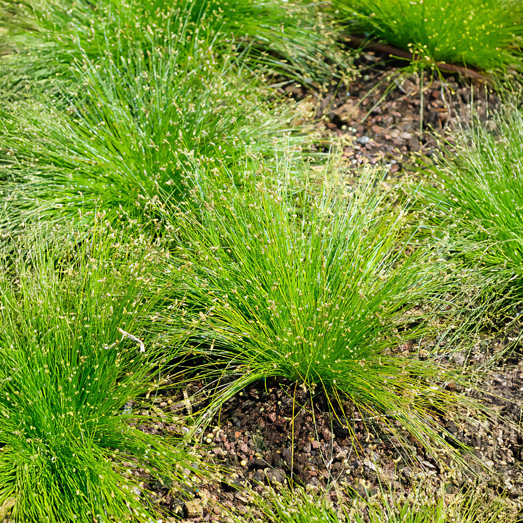 Bent bulrush Bakker vezelgras - Image 4