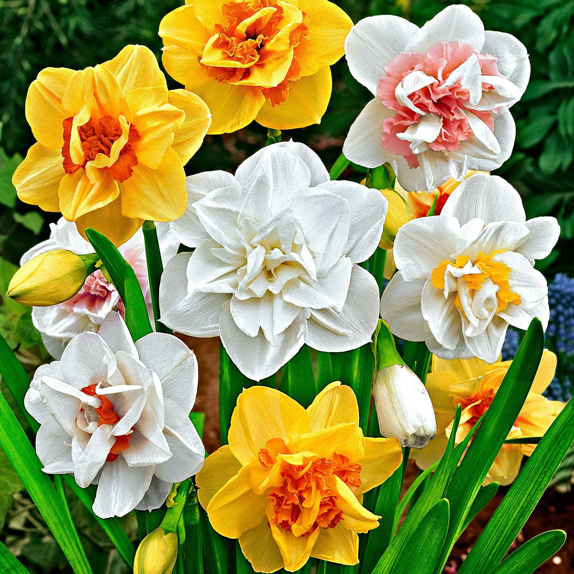 Miniatuur 2