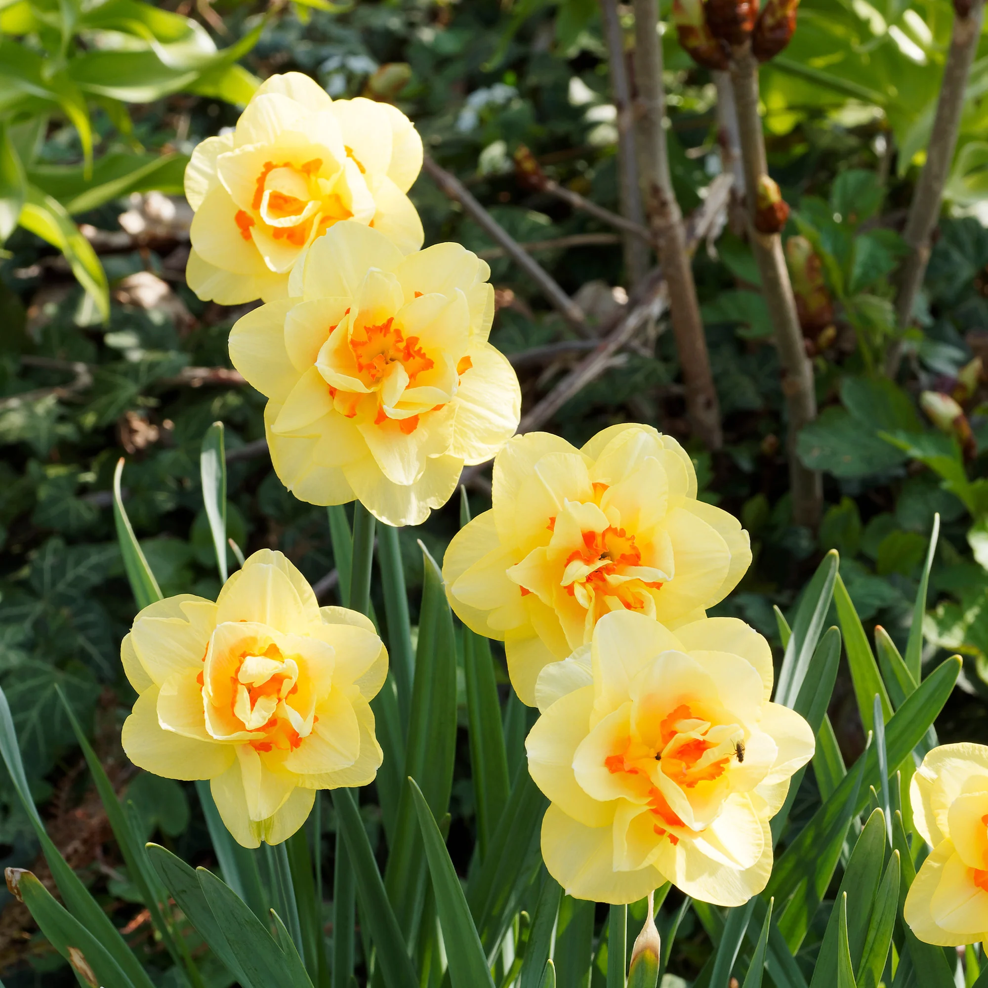 Narcis 'Double Flowers' - Image 3