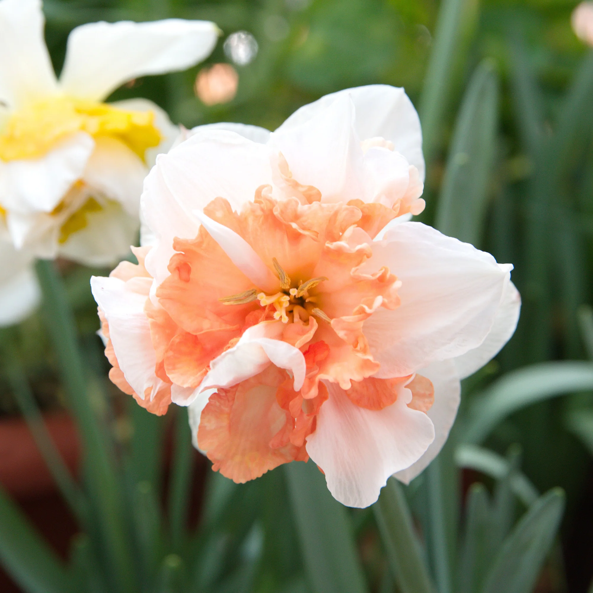 Narcis 'Double Flowers' - Image 4