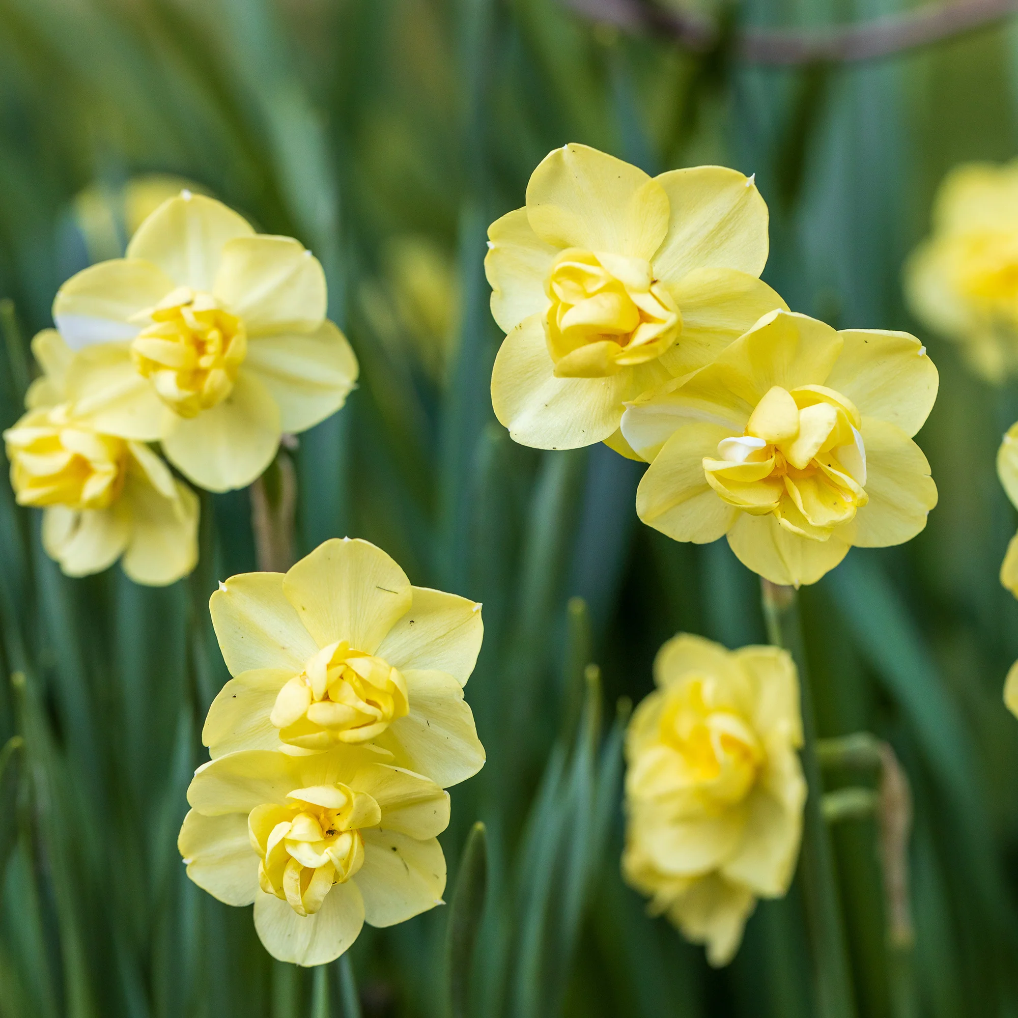Narcis 'Double Flowers' - Image 5