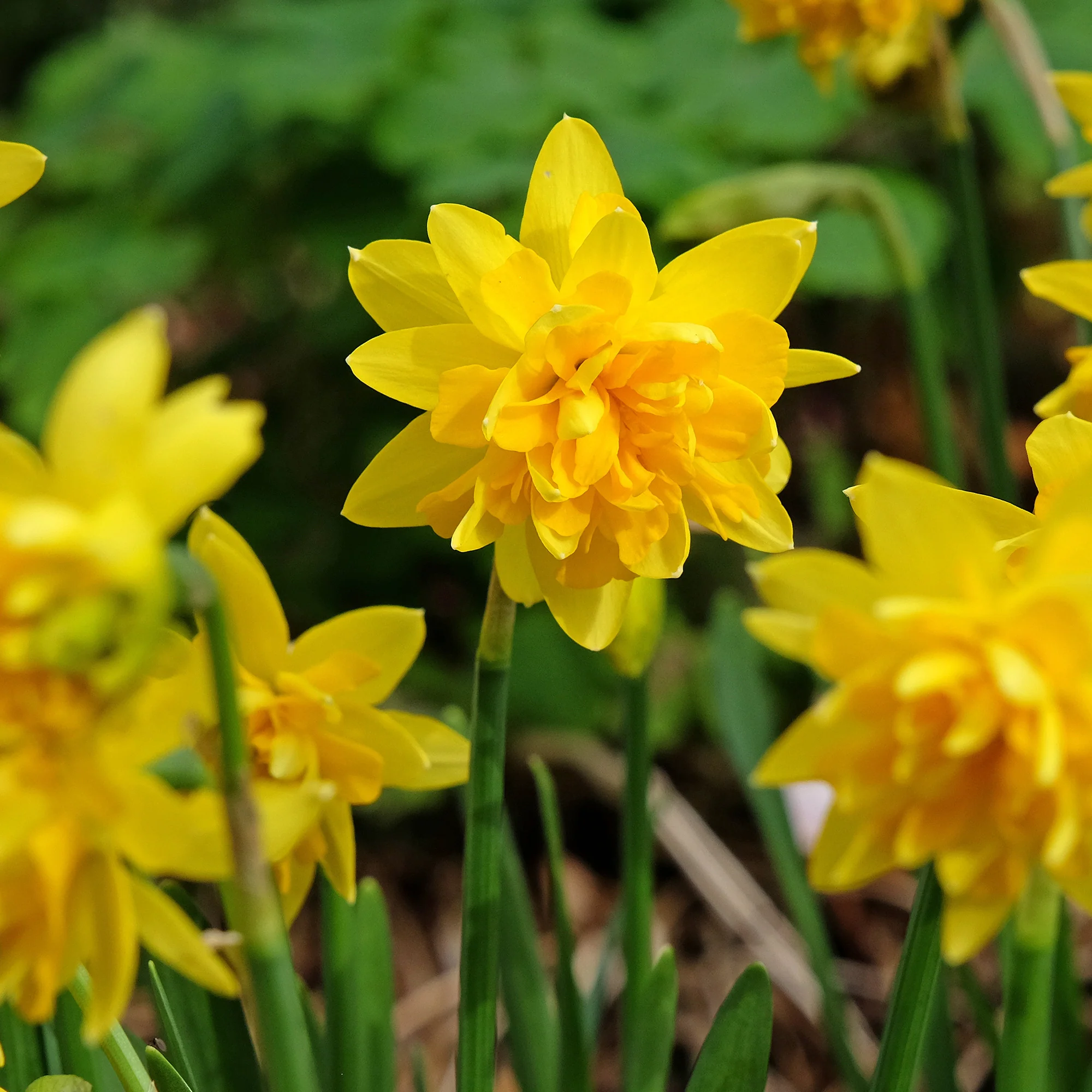 Narcis 'Double Flowers' - Image 6