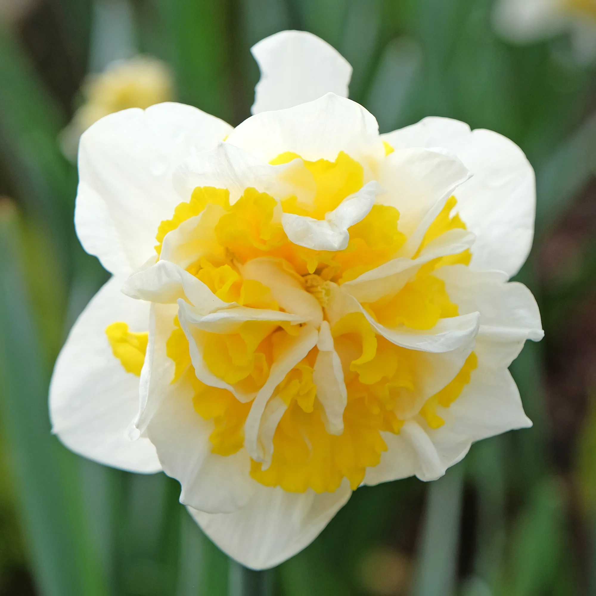 Narcis 'Double Flowers' - Image 7