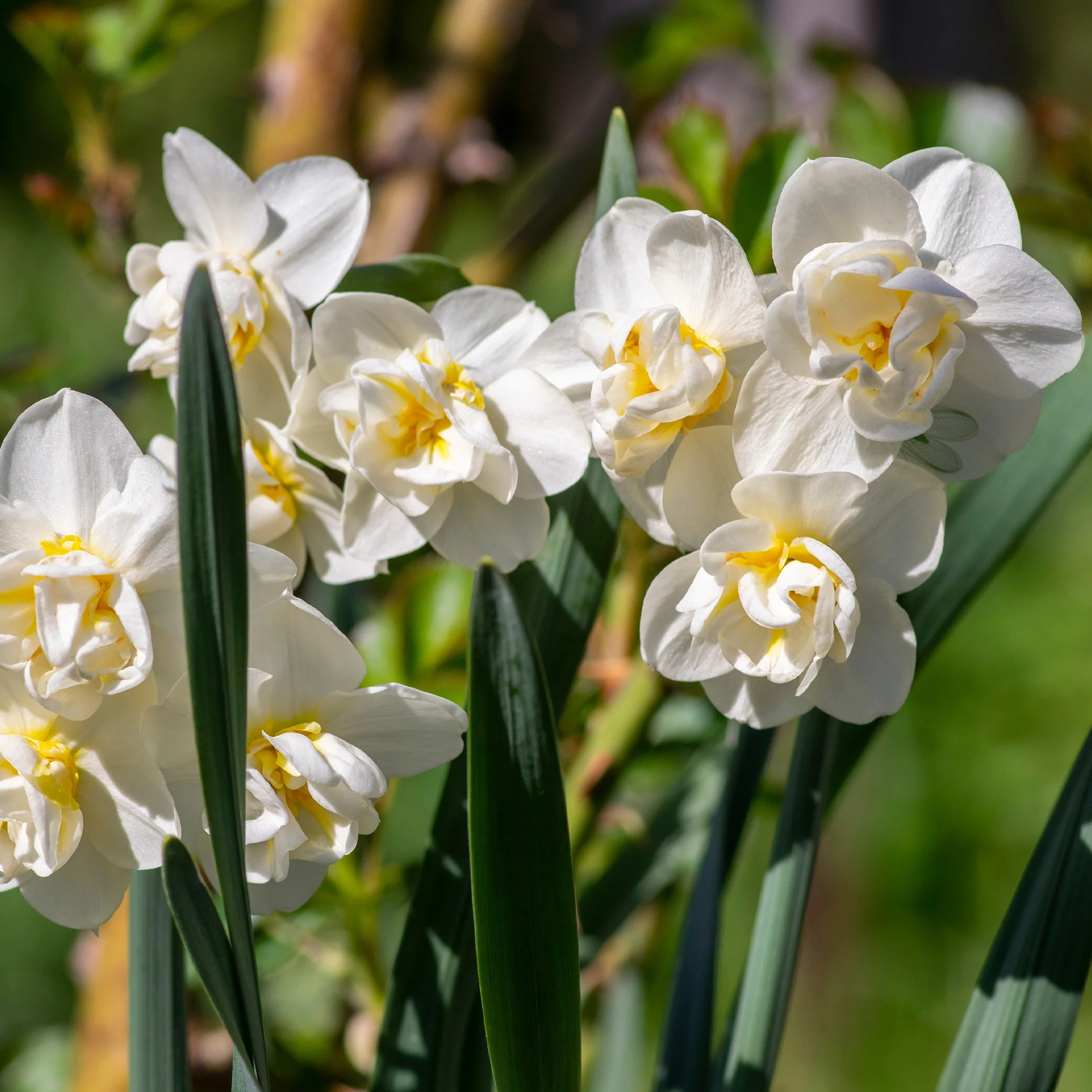 Narcis 'Double Flowers' - Image 8