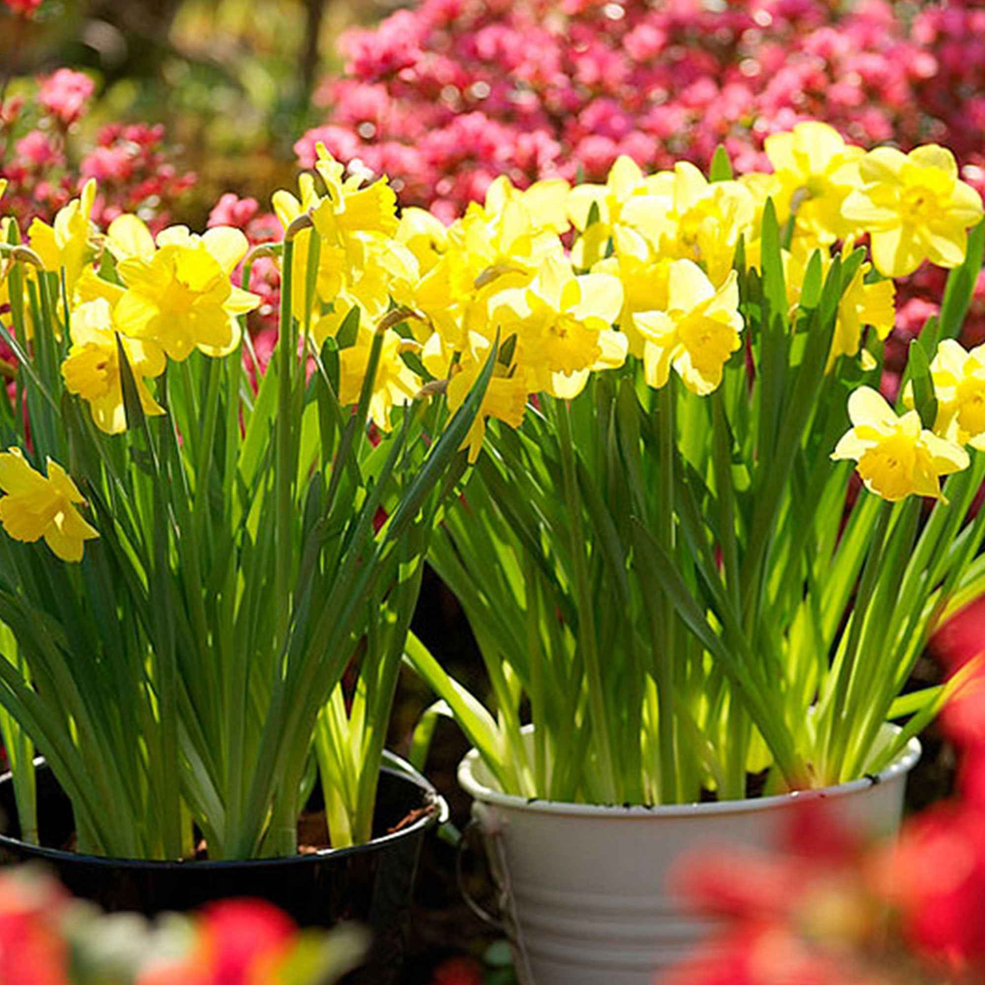 Narcis 'Dutch Master' (x5)