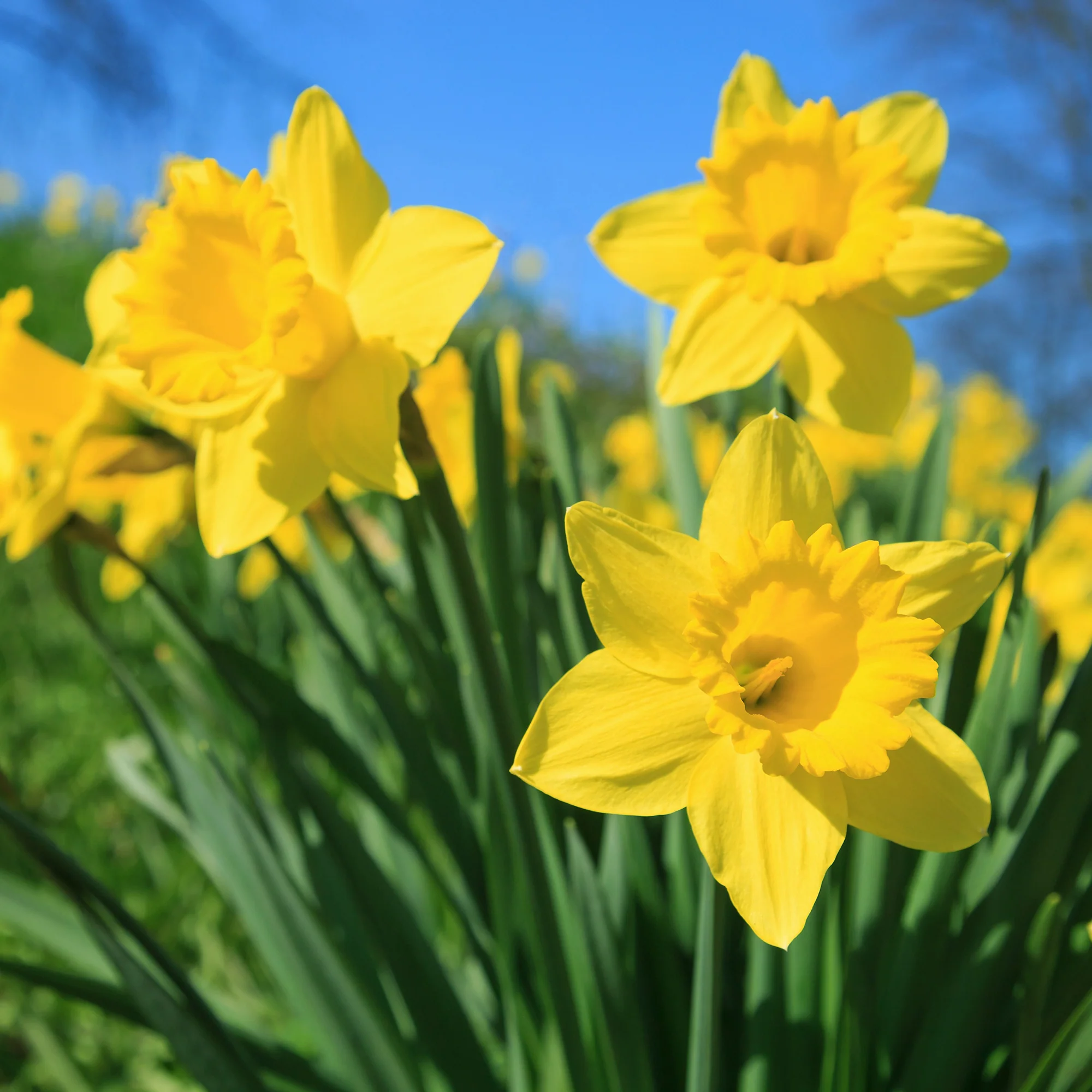 Narcis 'Dutch Master' (x5) - Image 2