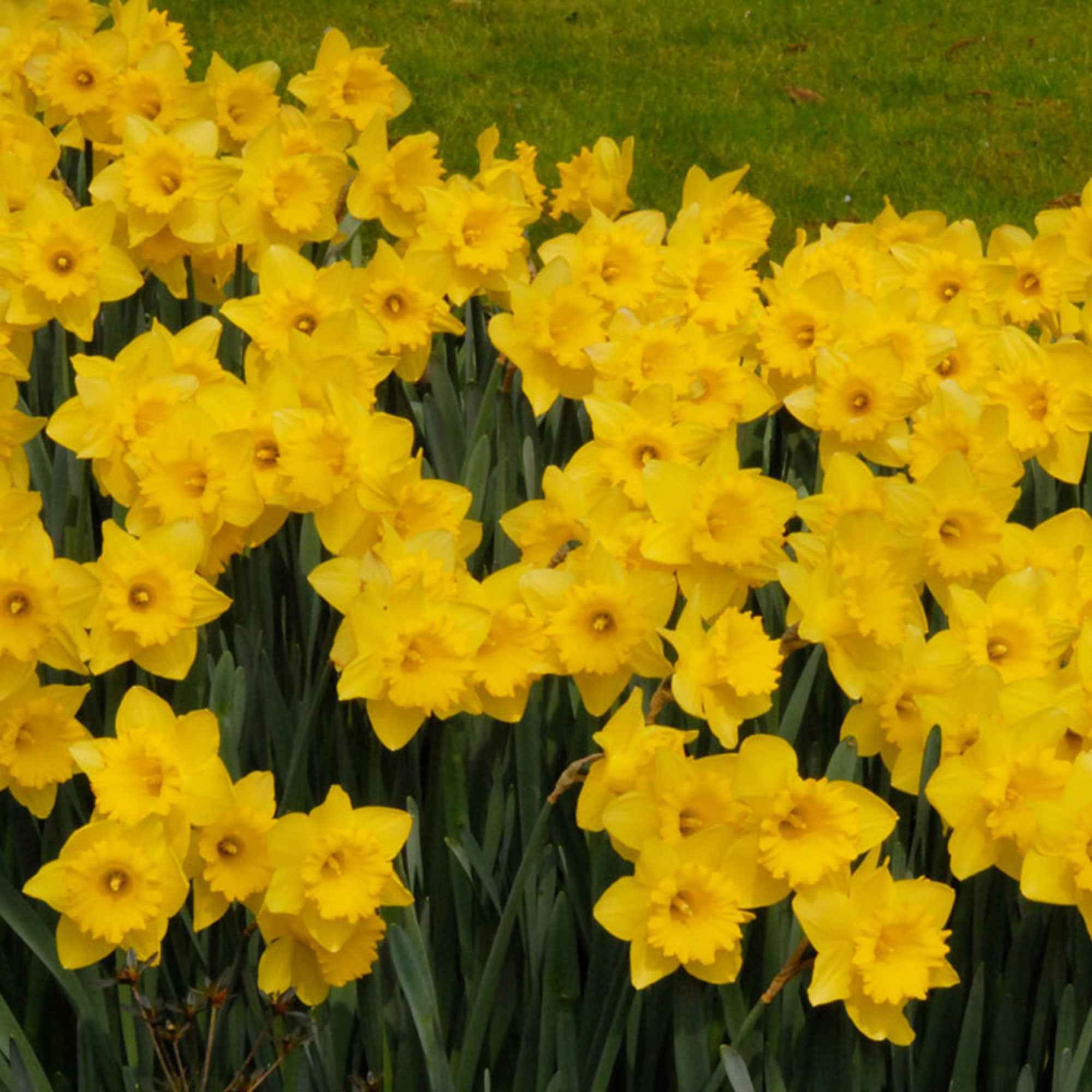 Narcis 'Dutch Master' (x5) - Image 3