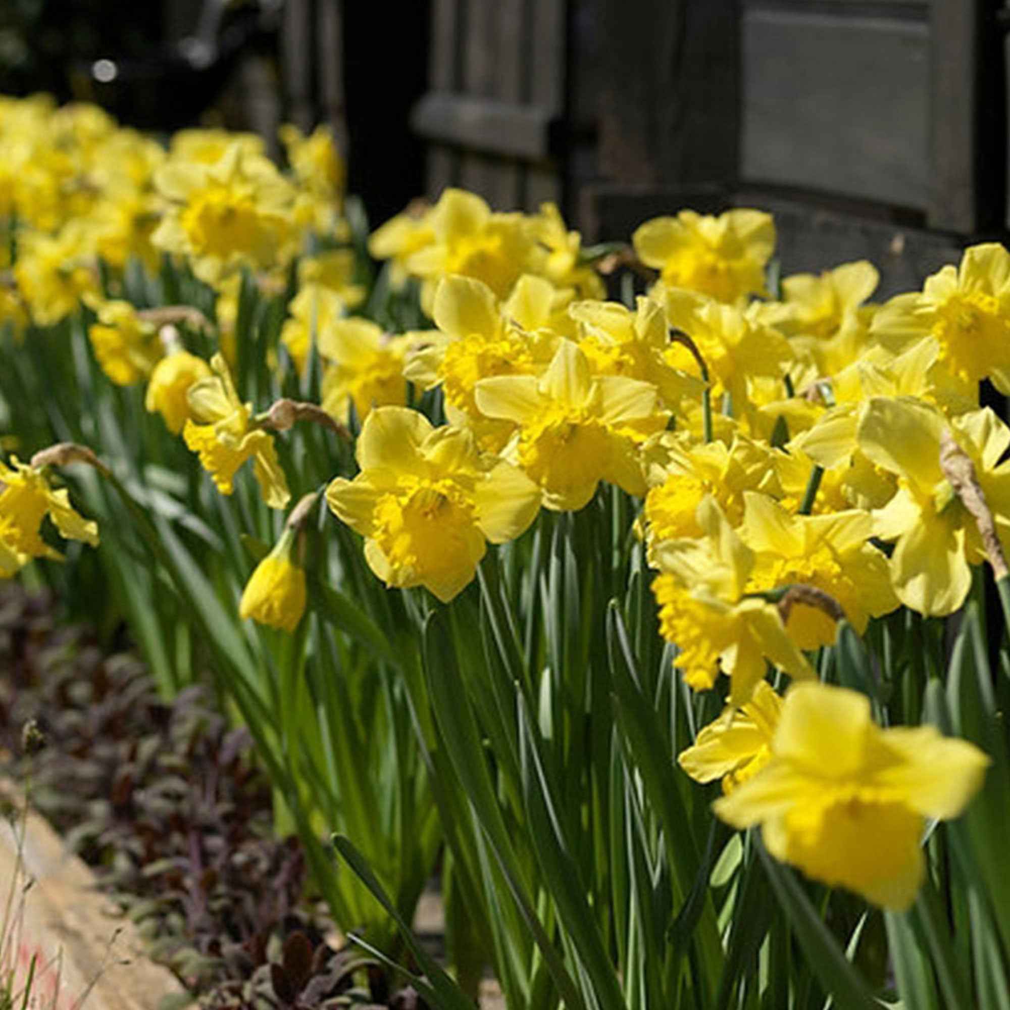 Narcis 'Dutch Master' (x5) - Image 4