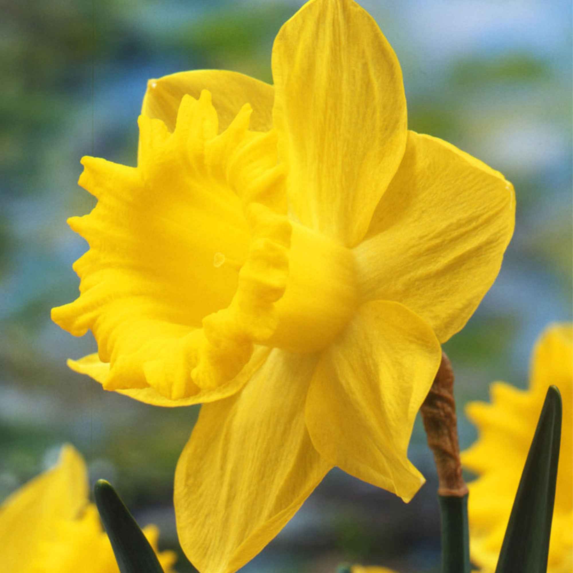 Narcis 'Dutch Master' (x5) - Image 5