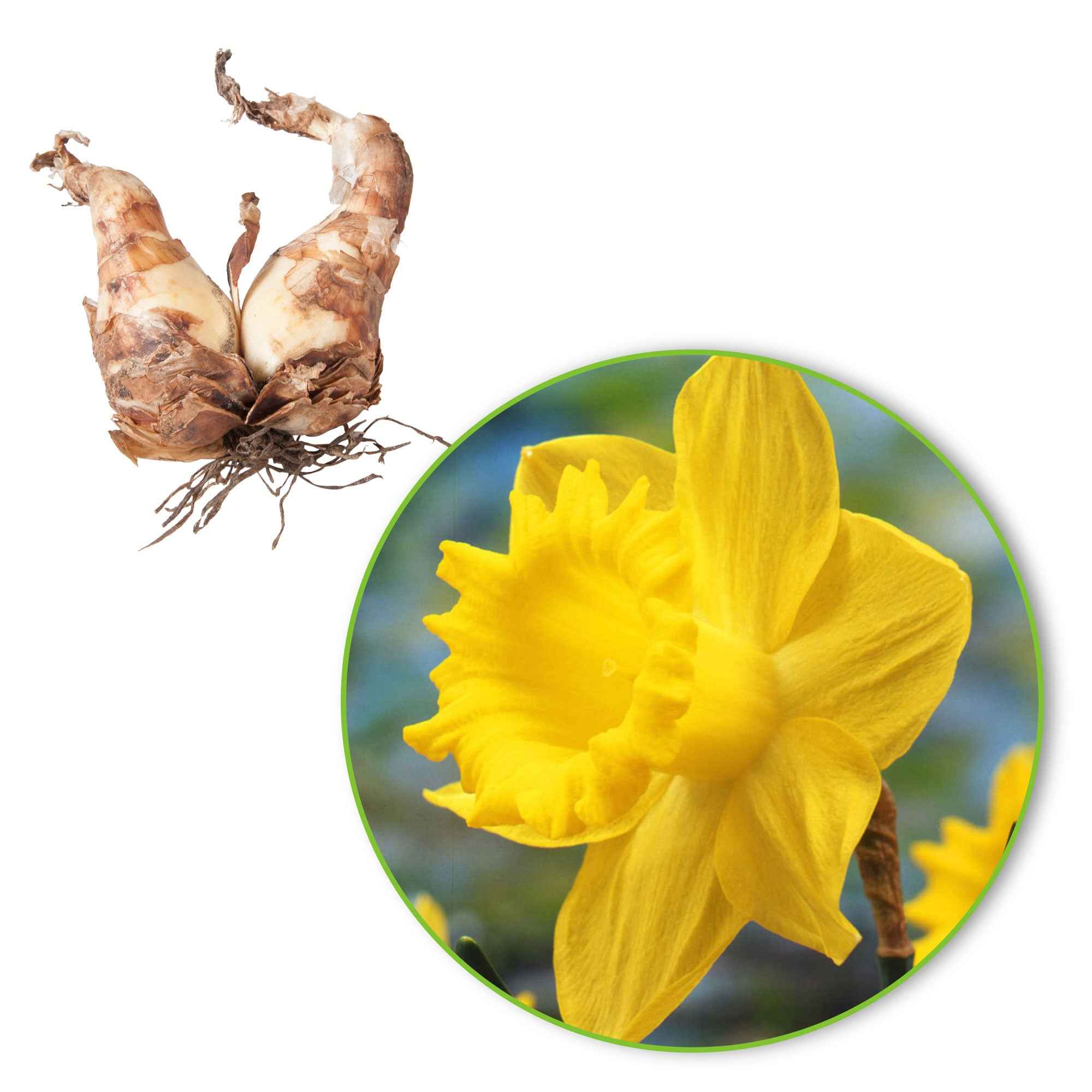 Narcis 'Dutch Master' (x5) - Image 6