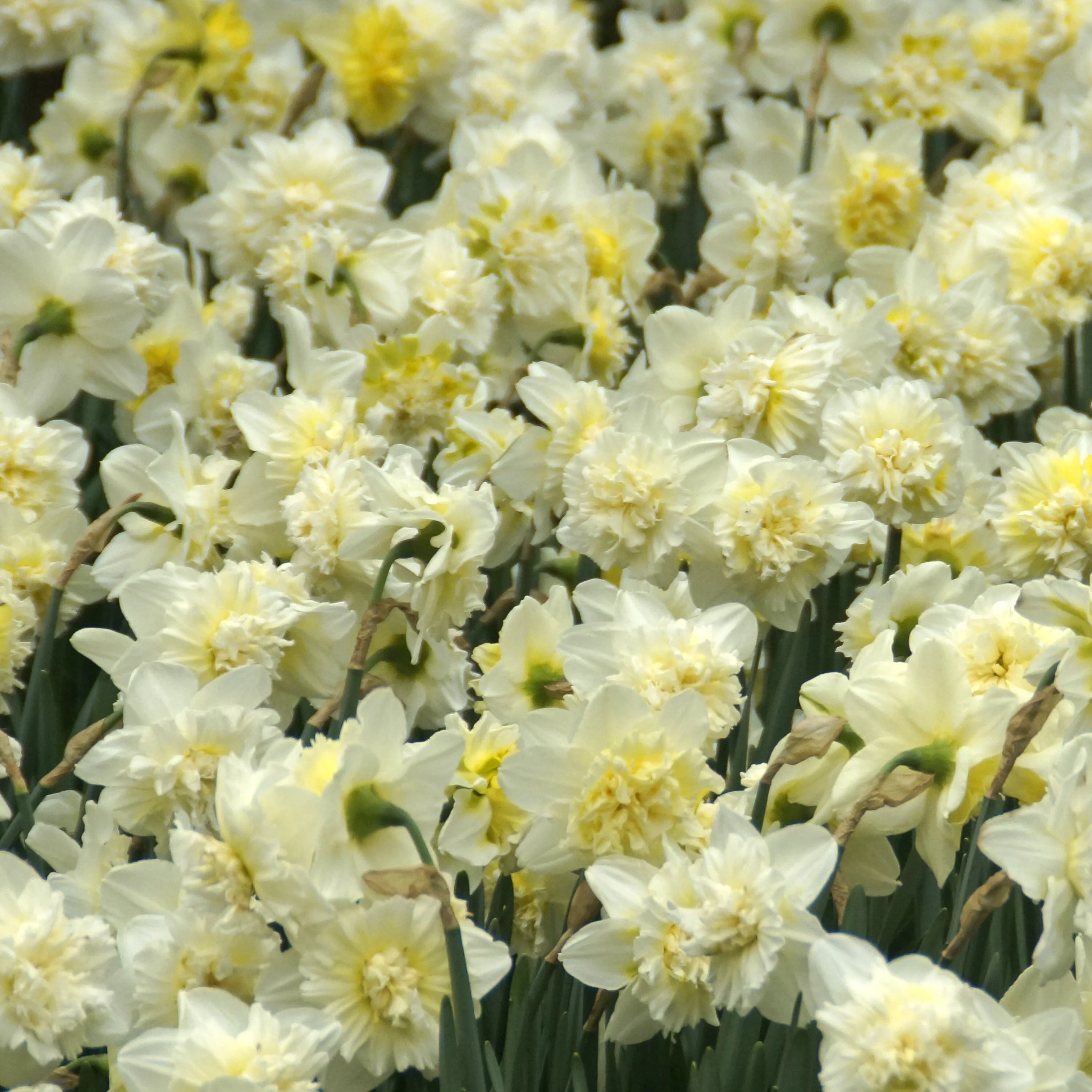 Narcis Ice King (x5)