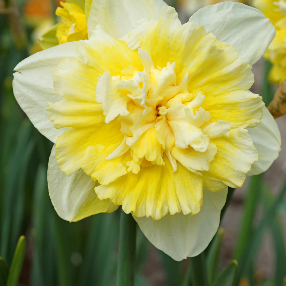 Narcis Ice King (x5) - Image 2