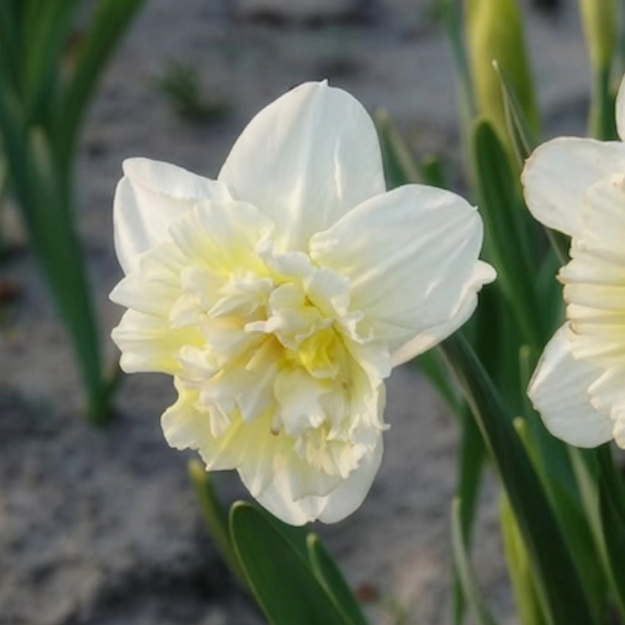 Narcis Ice King (x5) - Image 3