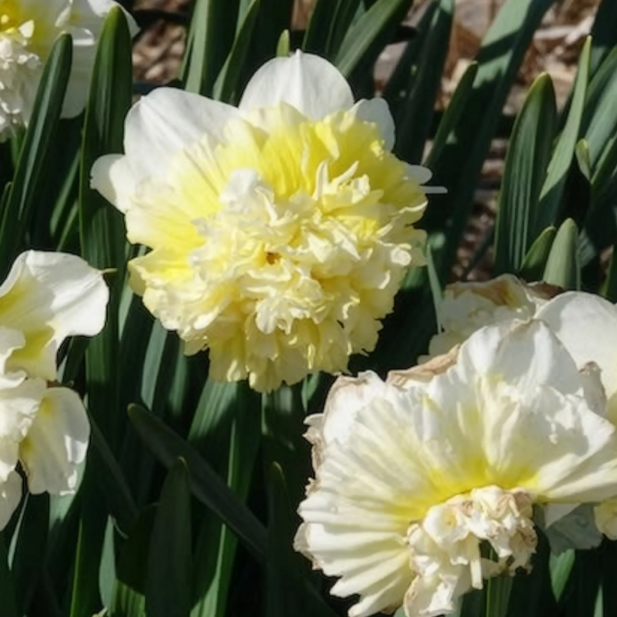 Narcis Ice King (x5) - Image 4