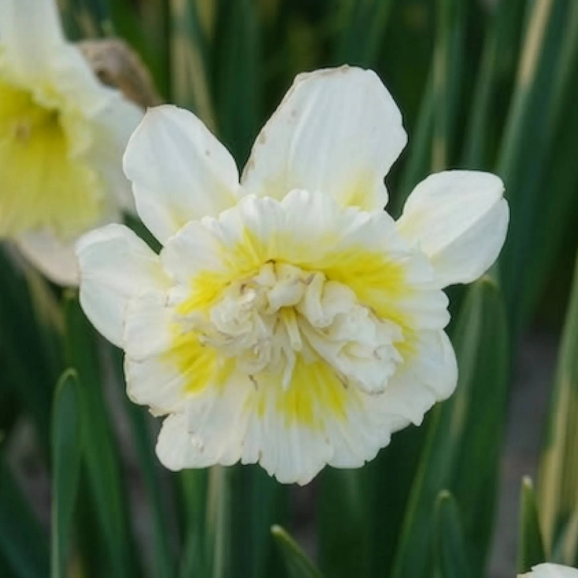Narcis Ice King (x5) - Image 5