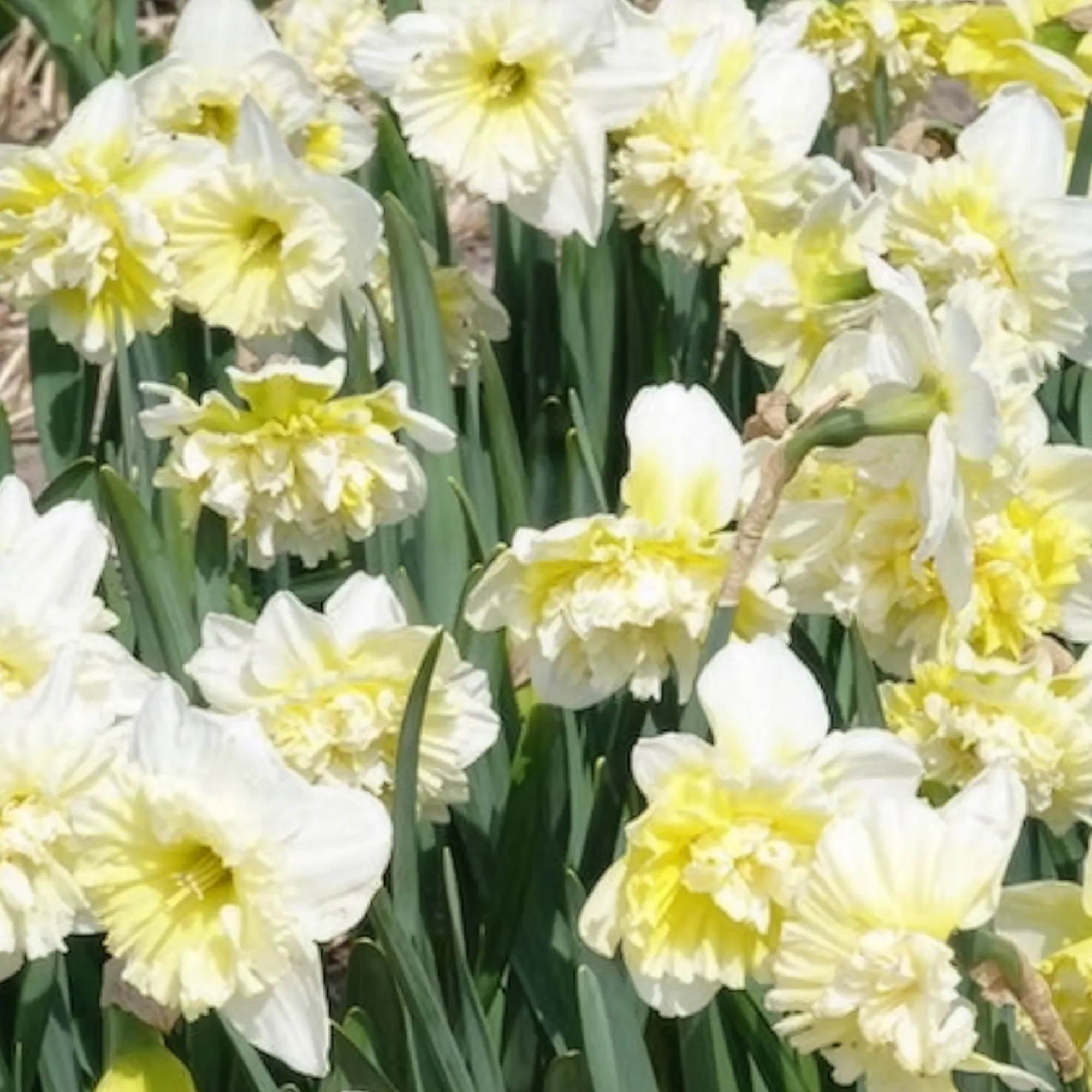 Narcis Ice King (x5) - Image 6