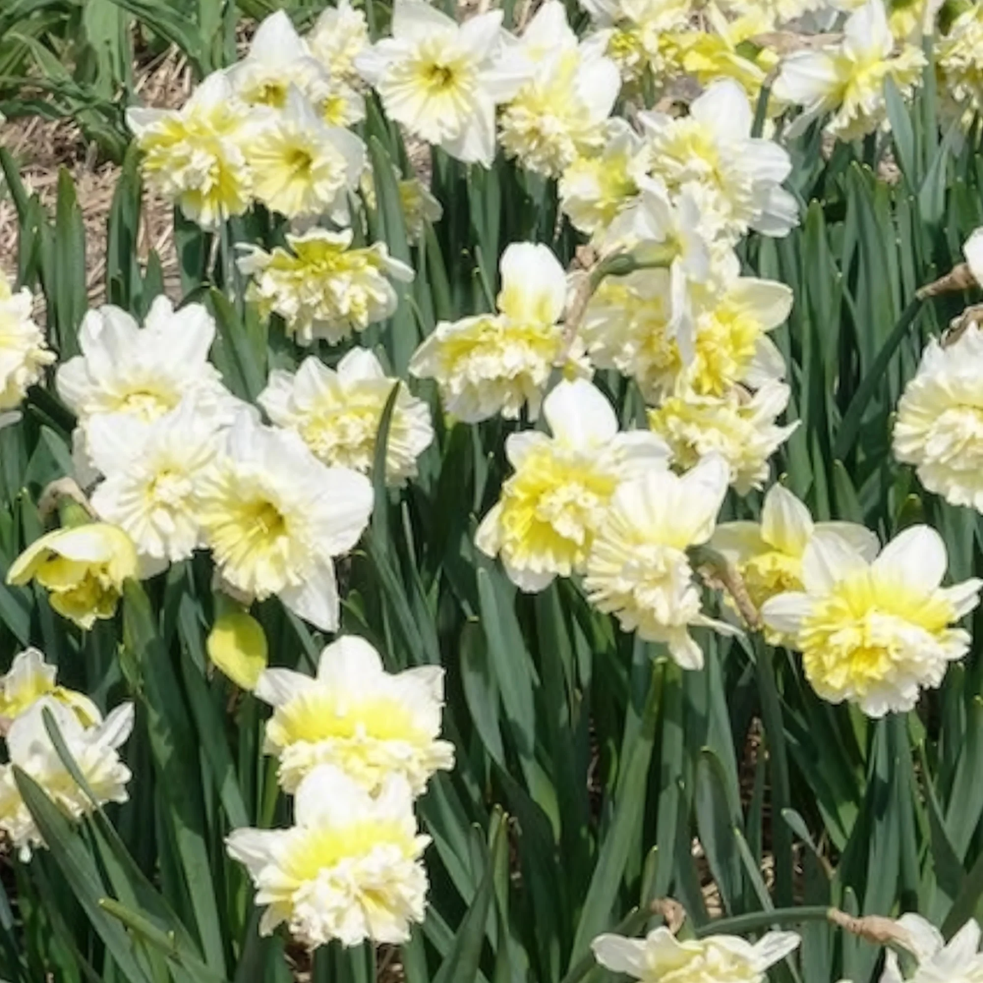 Narcis Ice King (x5) - Image 7