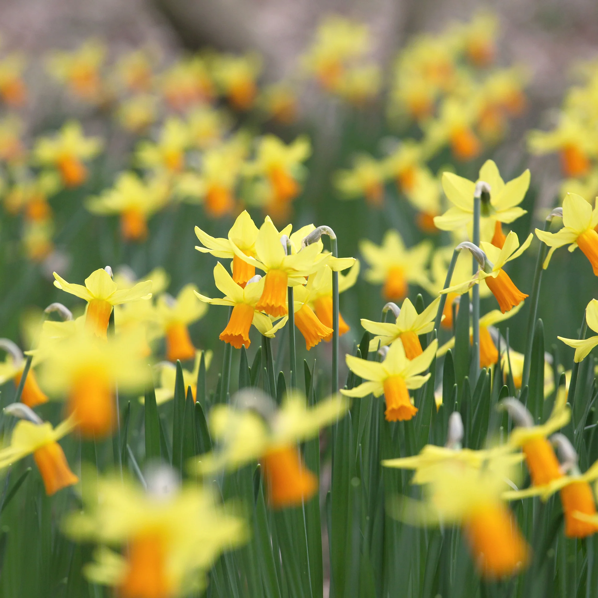 Narcis Jet Fire (x5) - Image 4