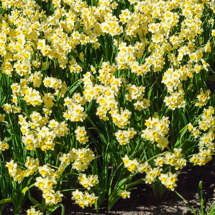 Narcis Minnow (x10)