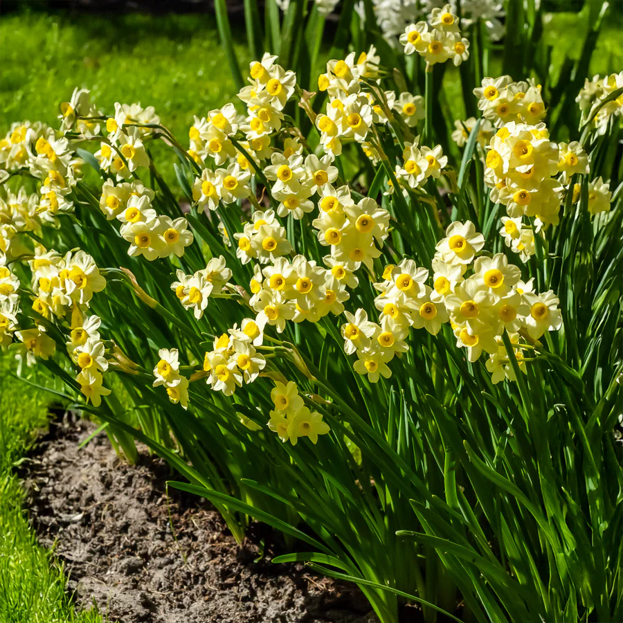 Narcis Minnow (x10) - Image 2