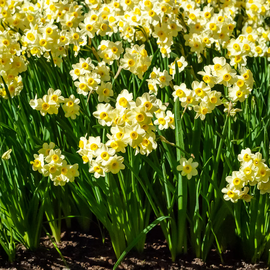 Narcis Minnow (x10) - Image 3
