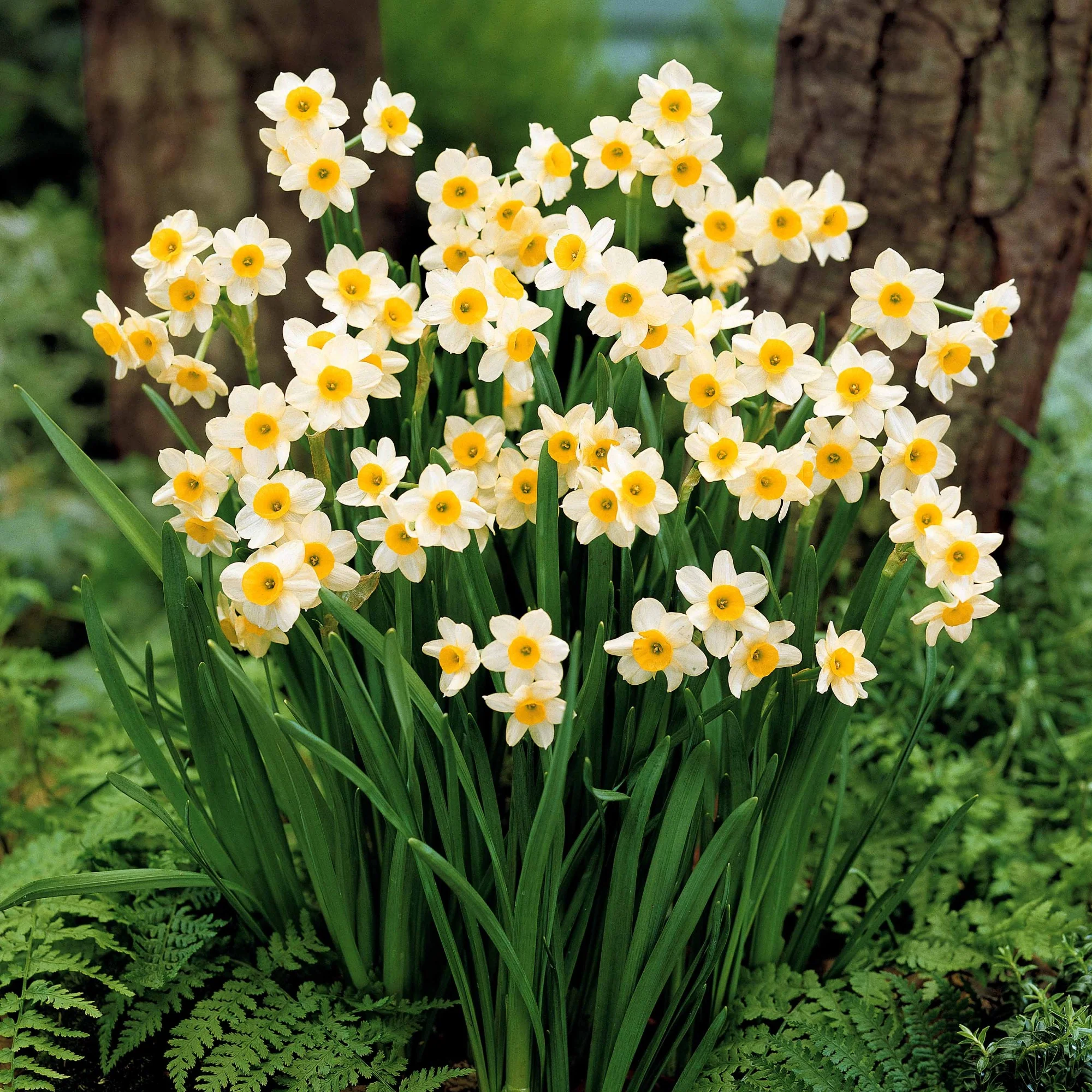 Narcis Minnow (x10) - Image 4