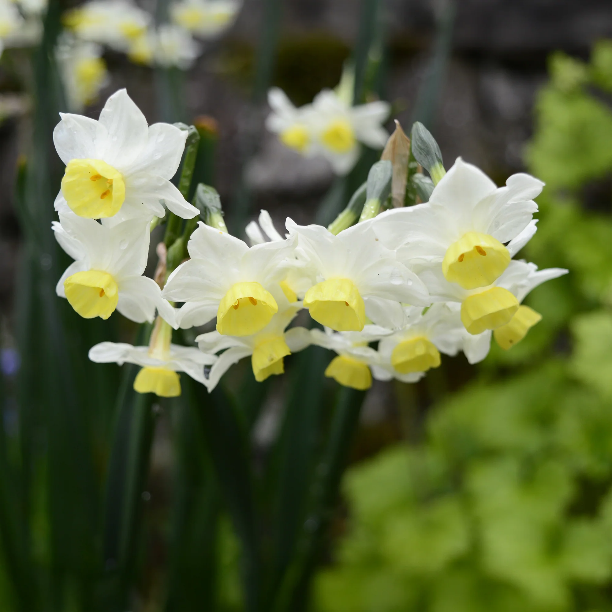 Narcis Minnow (x10) - Image 5
