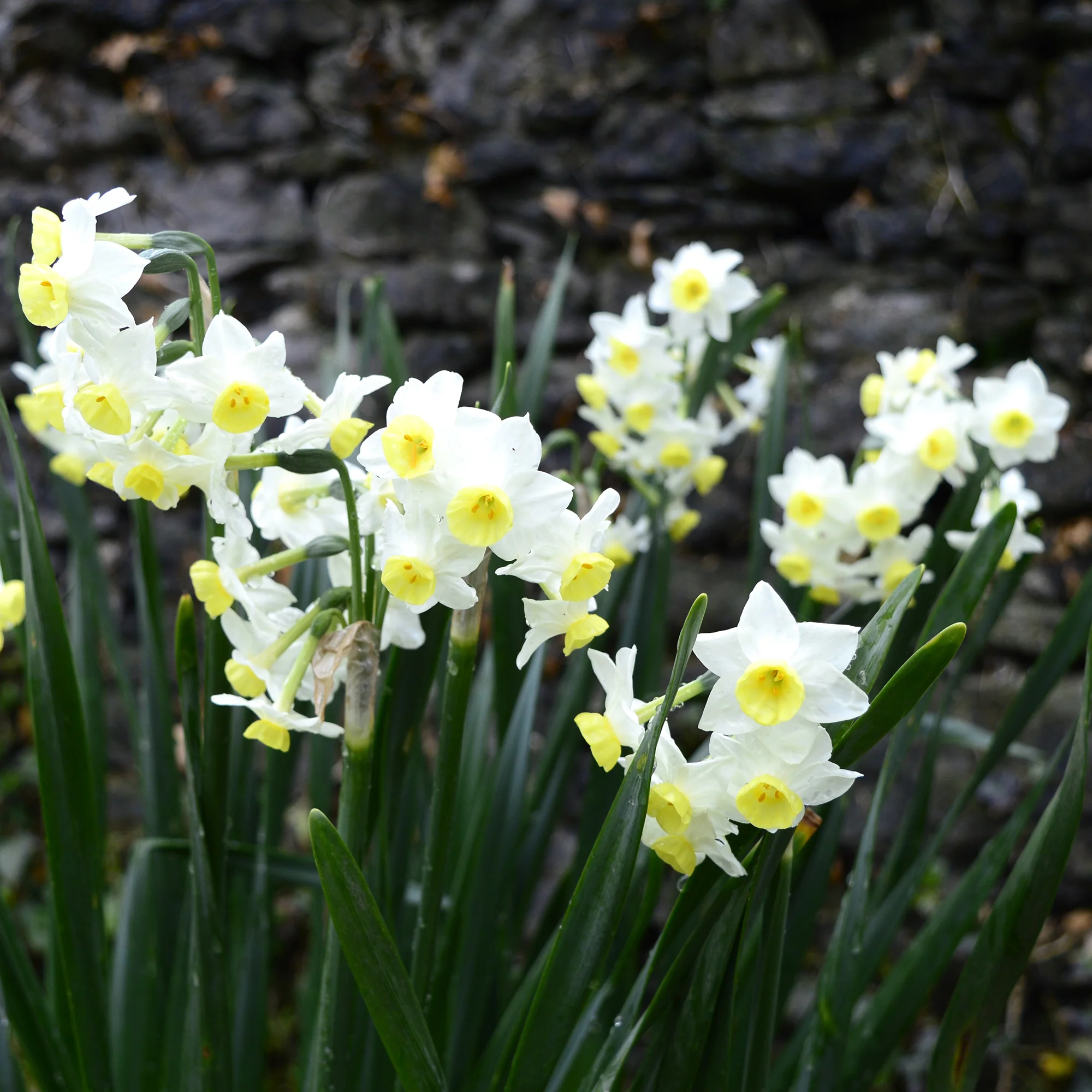 Narcis Minnow (x10) - Image 6