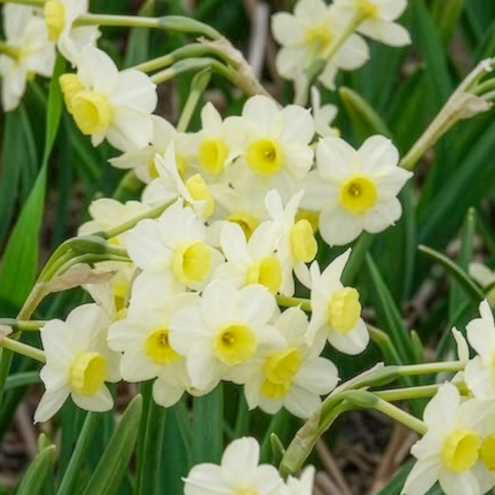 Narcis Minnow (x10) - Image 7